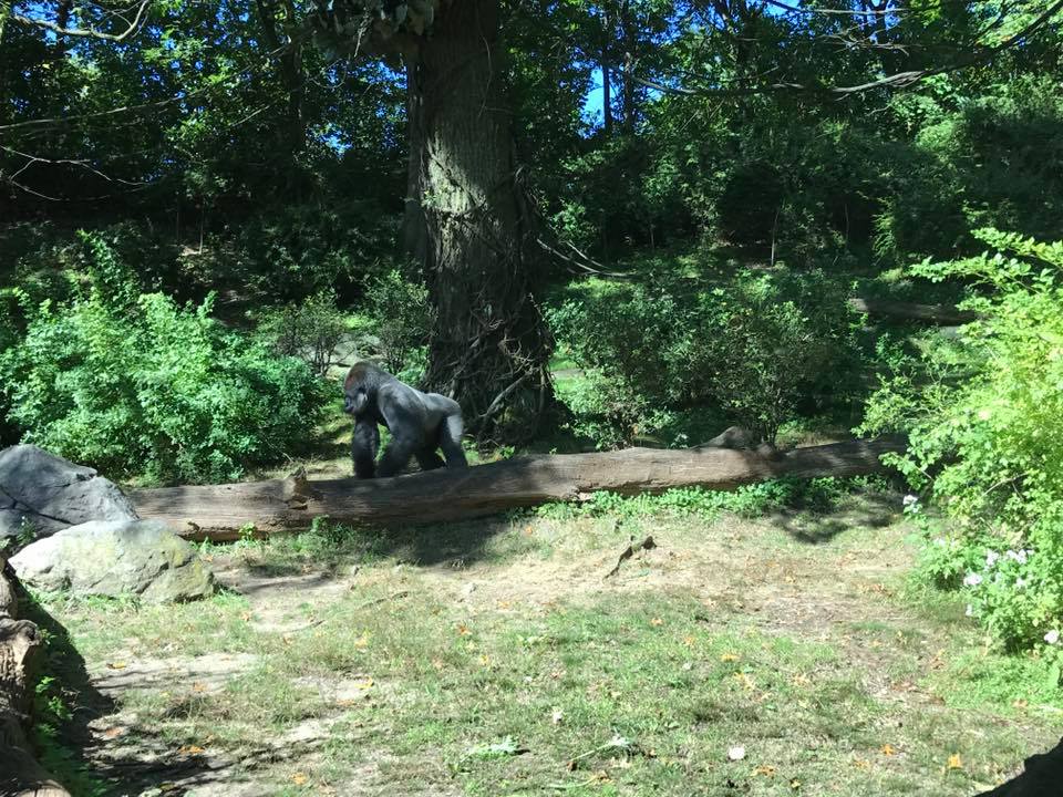 Congo Gorilla Forest