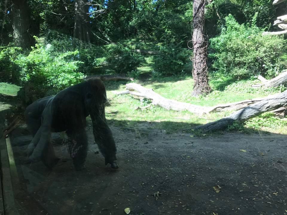 Congo Gorilla Forest
