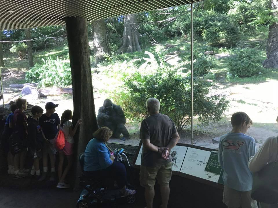 Congo Gorilla Forest