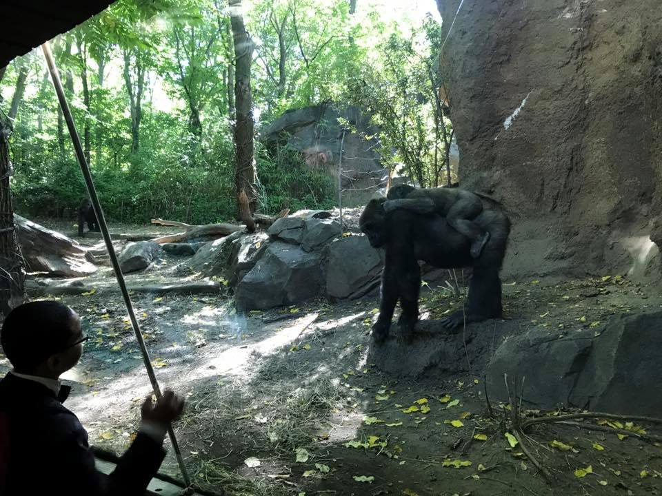 Congo Gorilla Forest