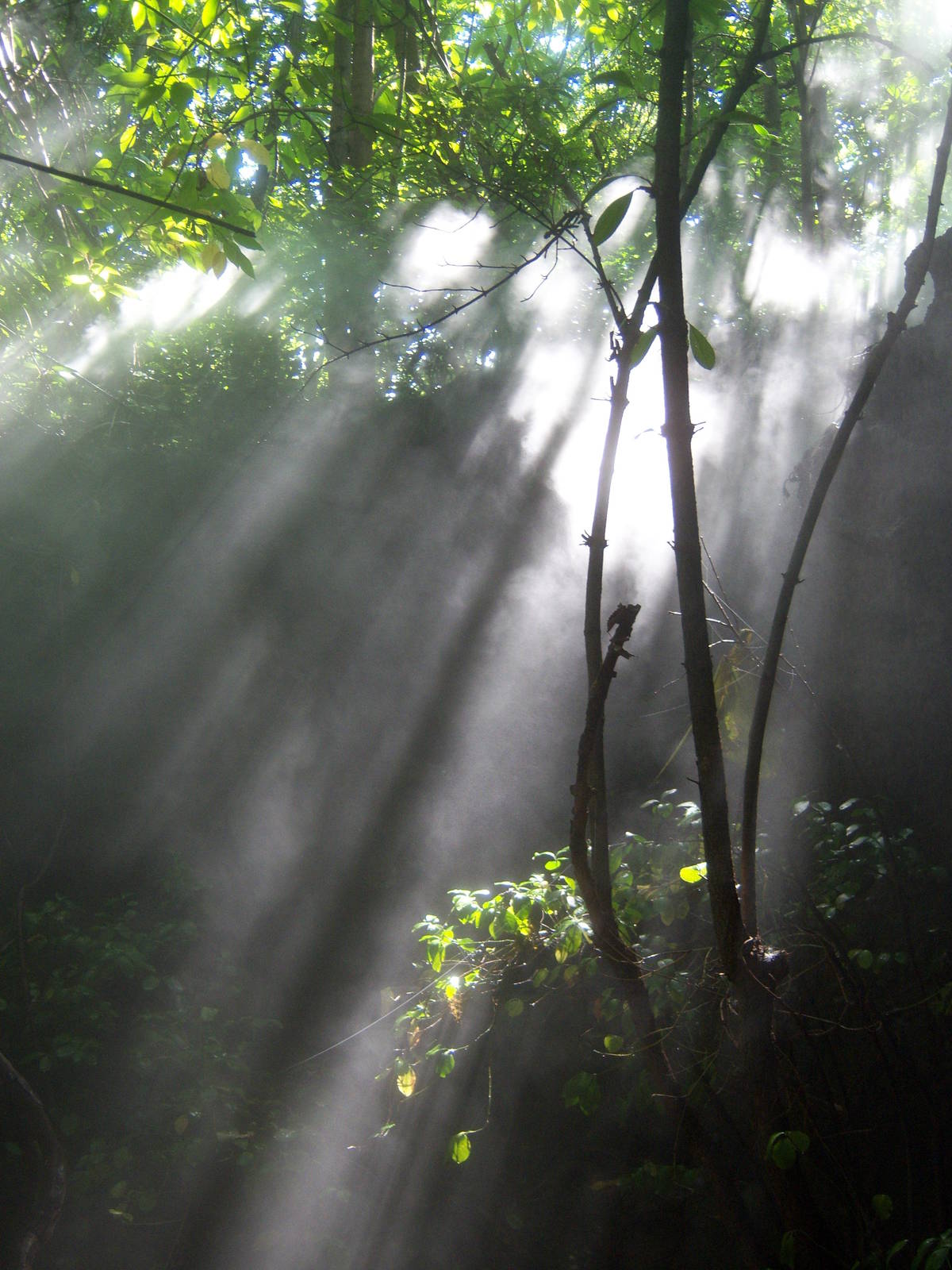 Congo Gorilla Forest