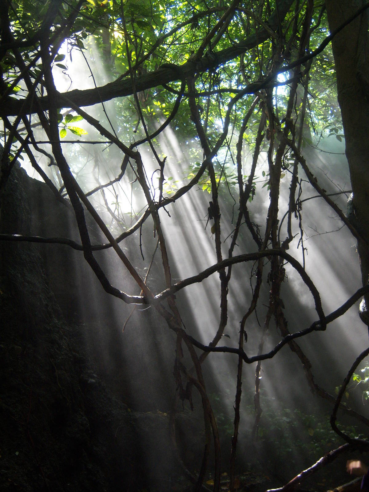 Congo Gorilla Forest