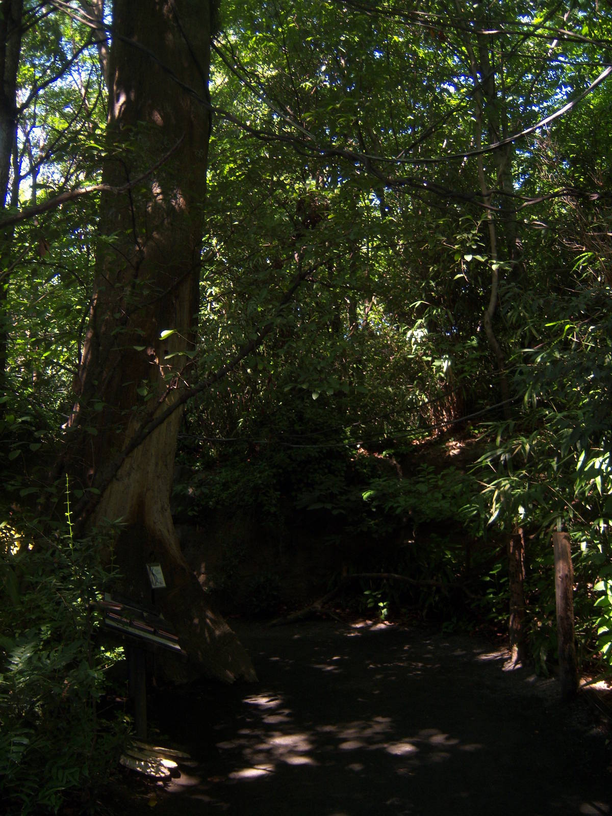 Congo Gorilla Forest