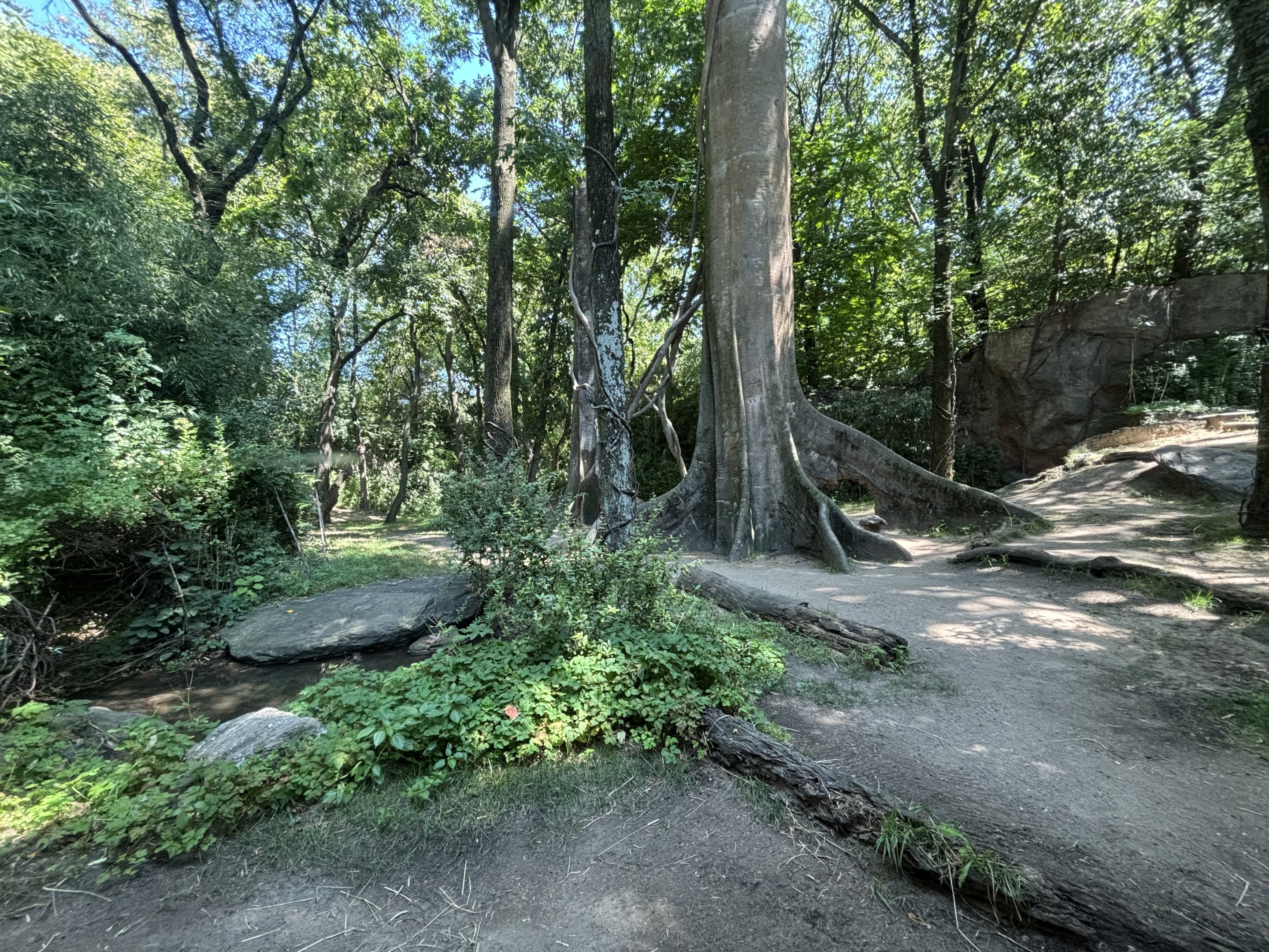 Congo Gorilla Forest