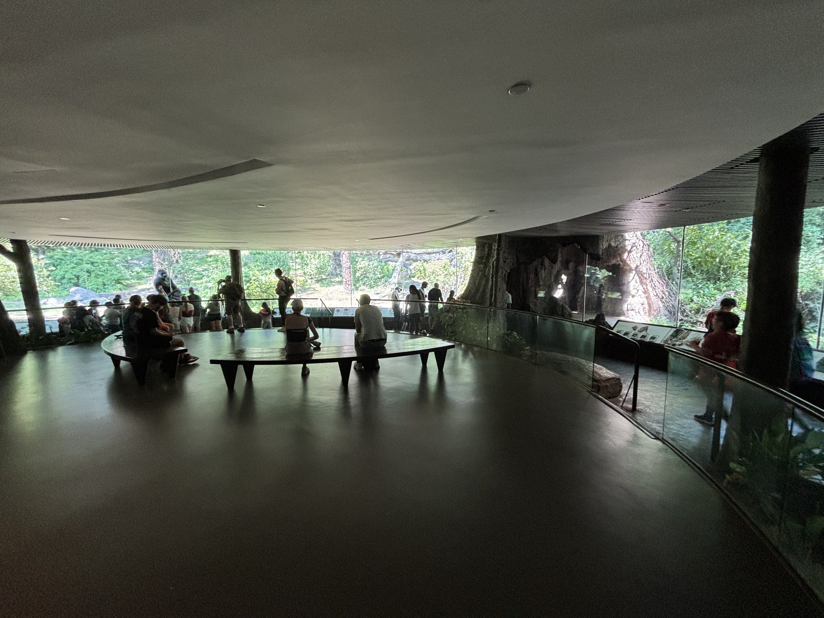 Congo Gorilla Forest