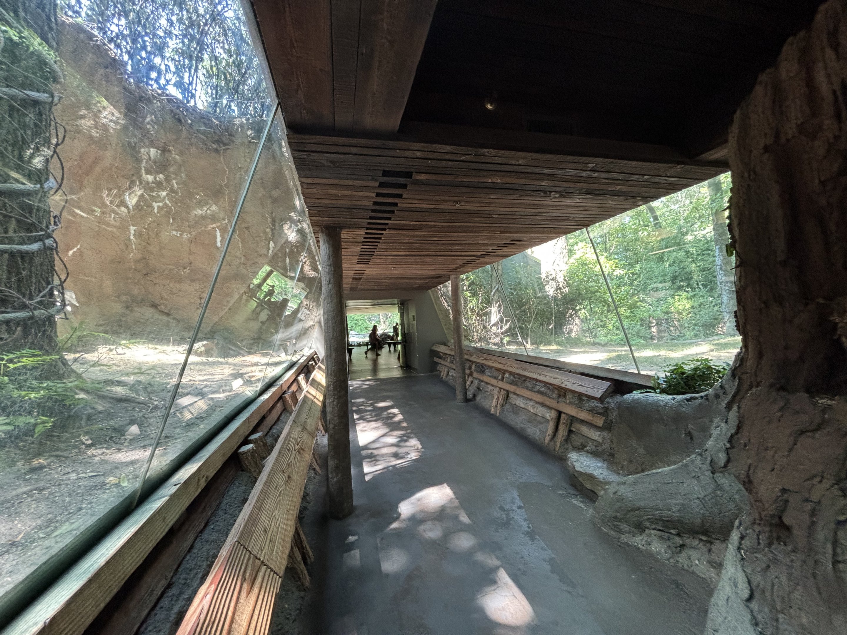 Congo Gorilla Forest