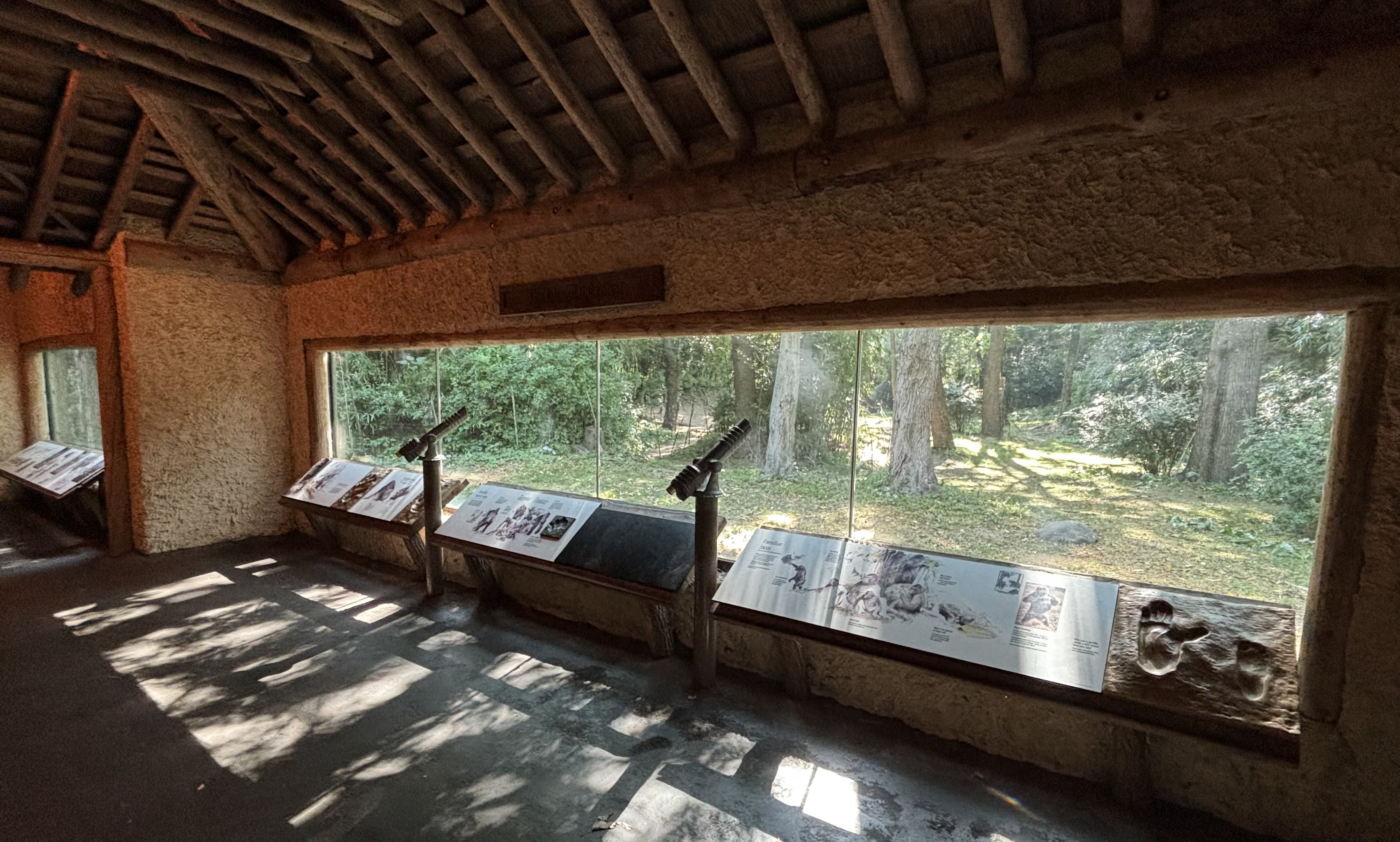 Congo Gorilla Forest