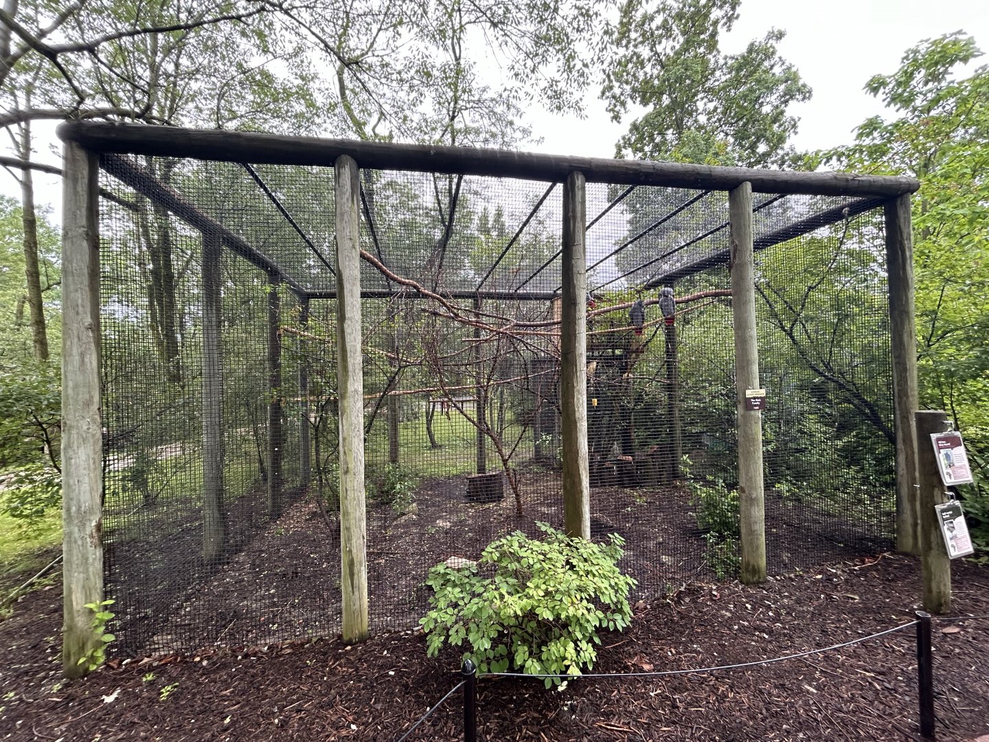 Congo Gray Parrot Aviary - African Journey