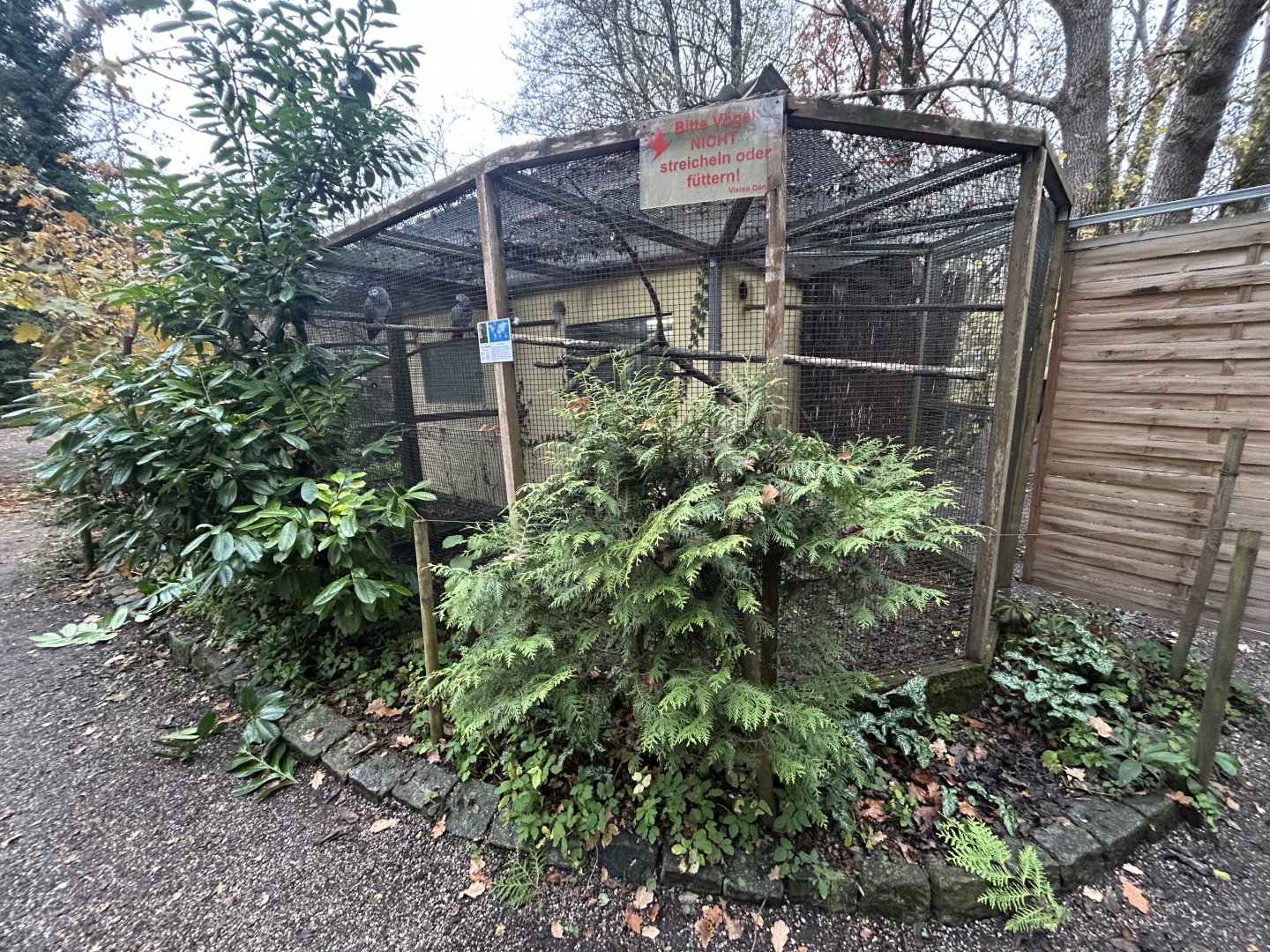 Congo Gray Parrot Aviary