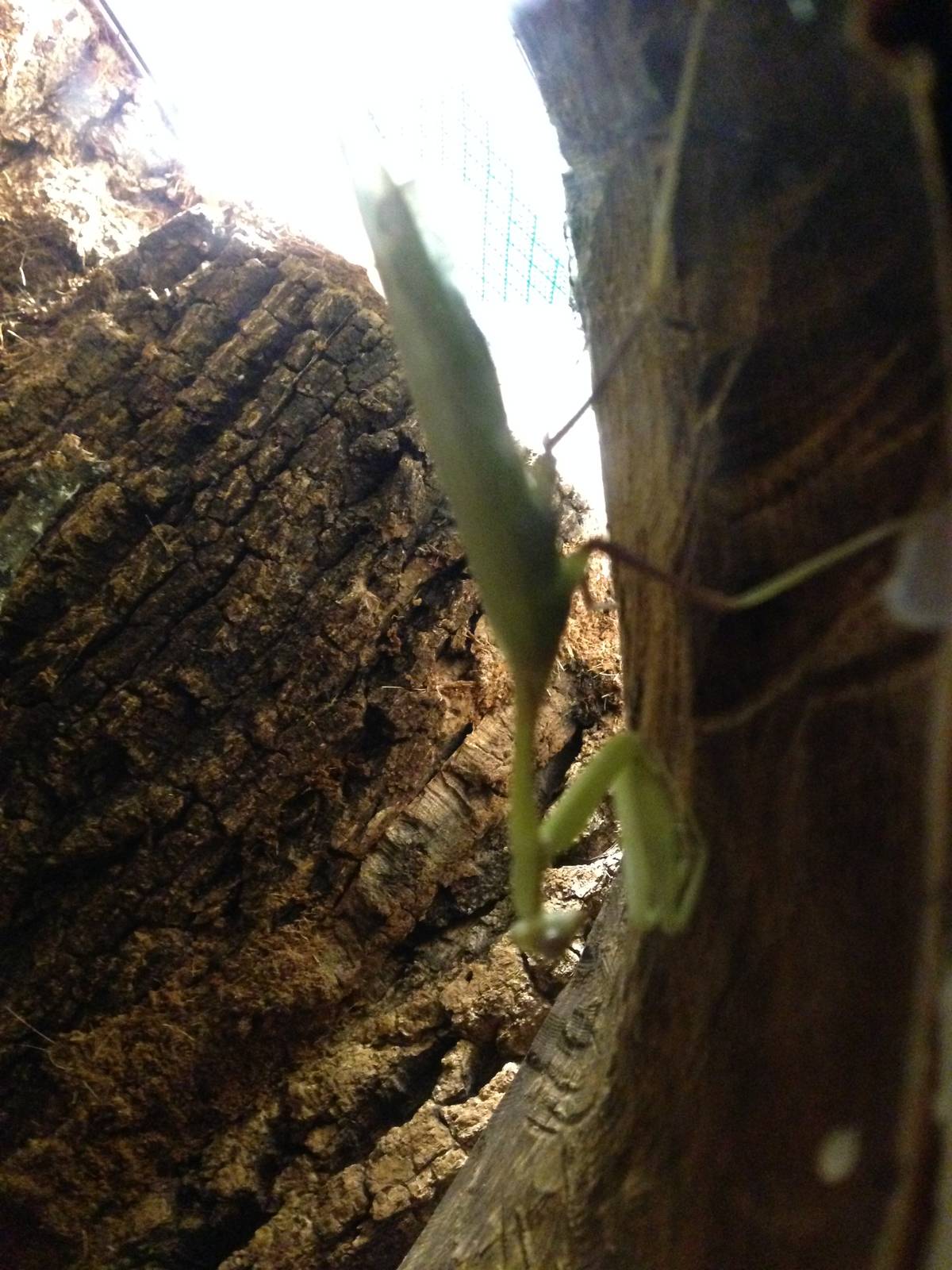 Congo Green Mantis at Blue Planet Aquarium - 05/10/2013