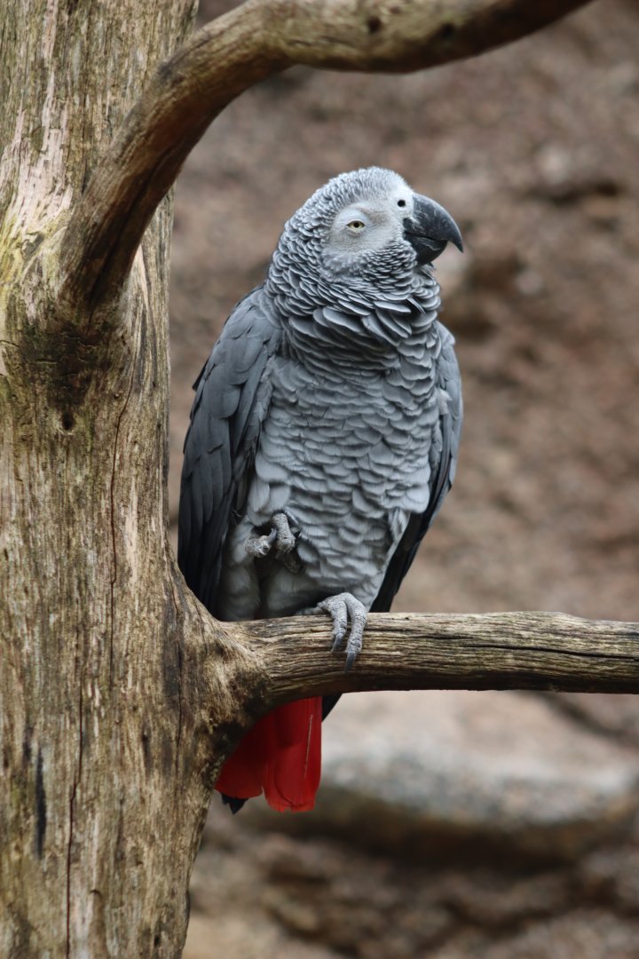 Congo Grey Parrot - 20 June 2024