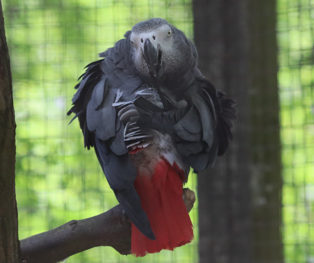 Congo grey parrot - 27 June 2021