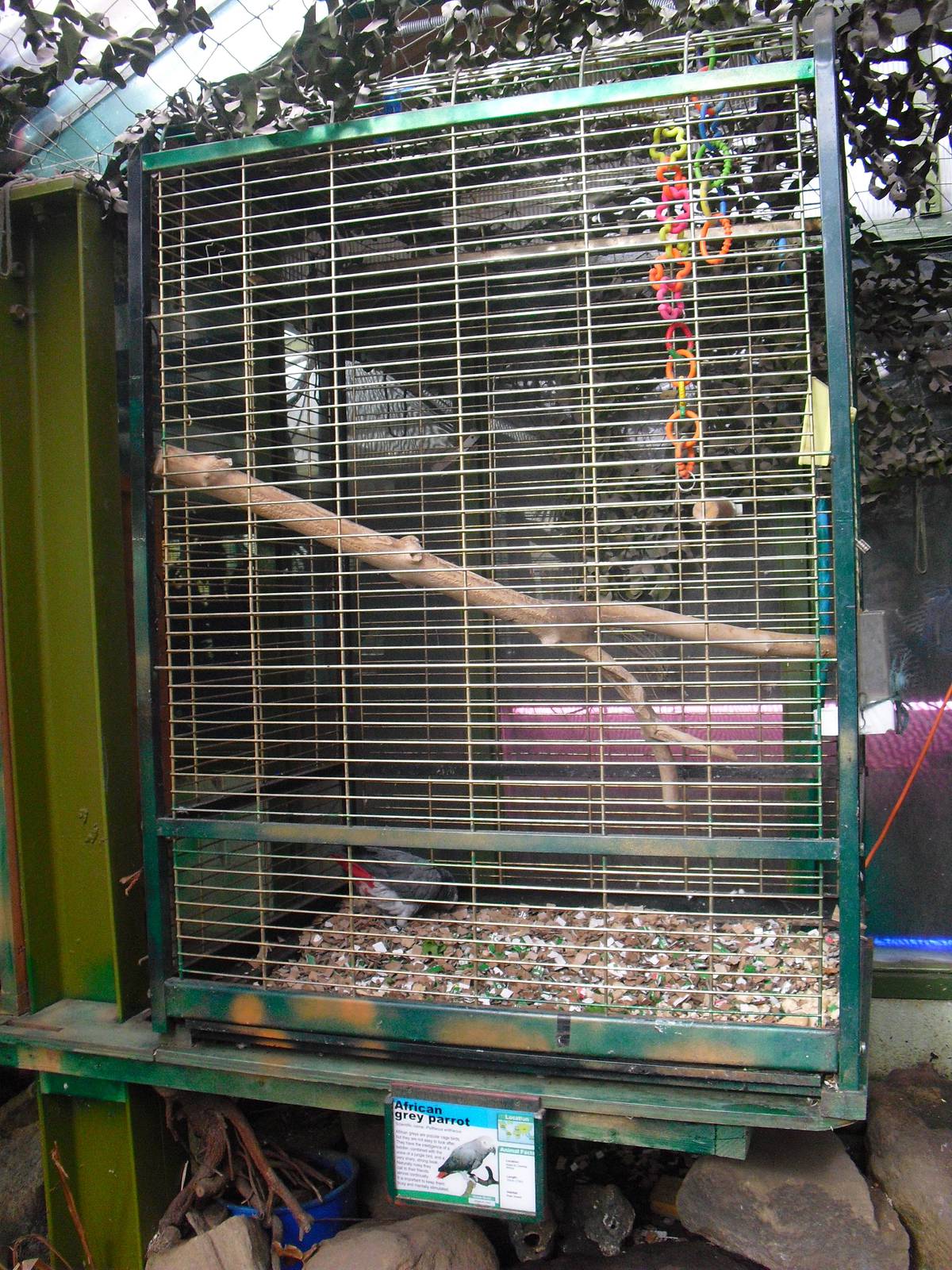 Congo Grey Parrot Aviary - 16/10/2011