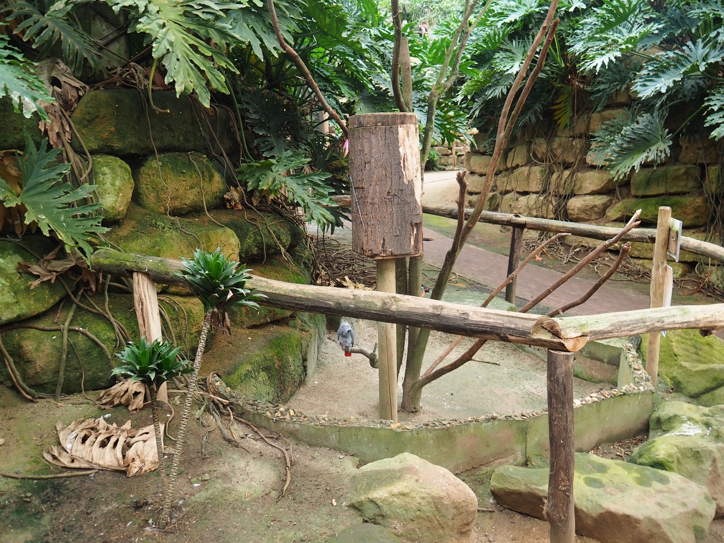 Congo grey parrot exhibit (Aug 28th, 2018)