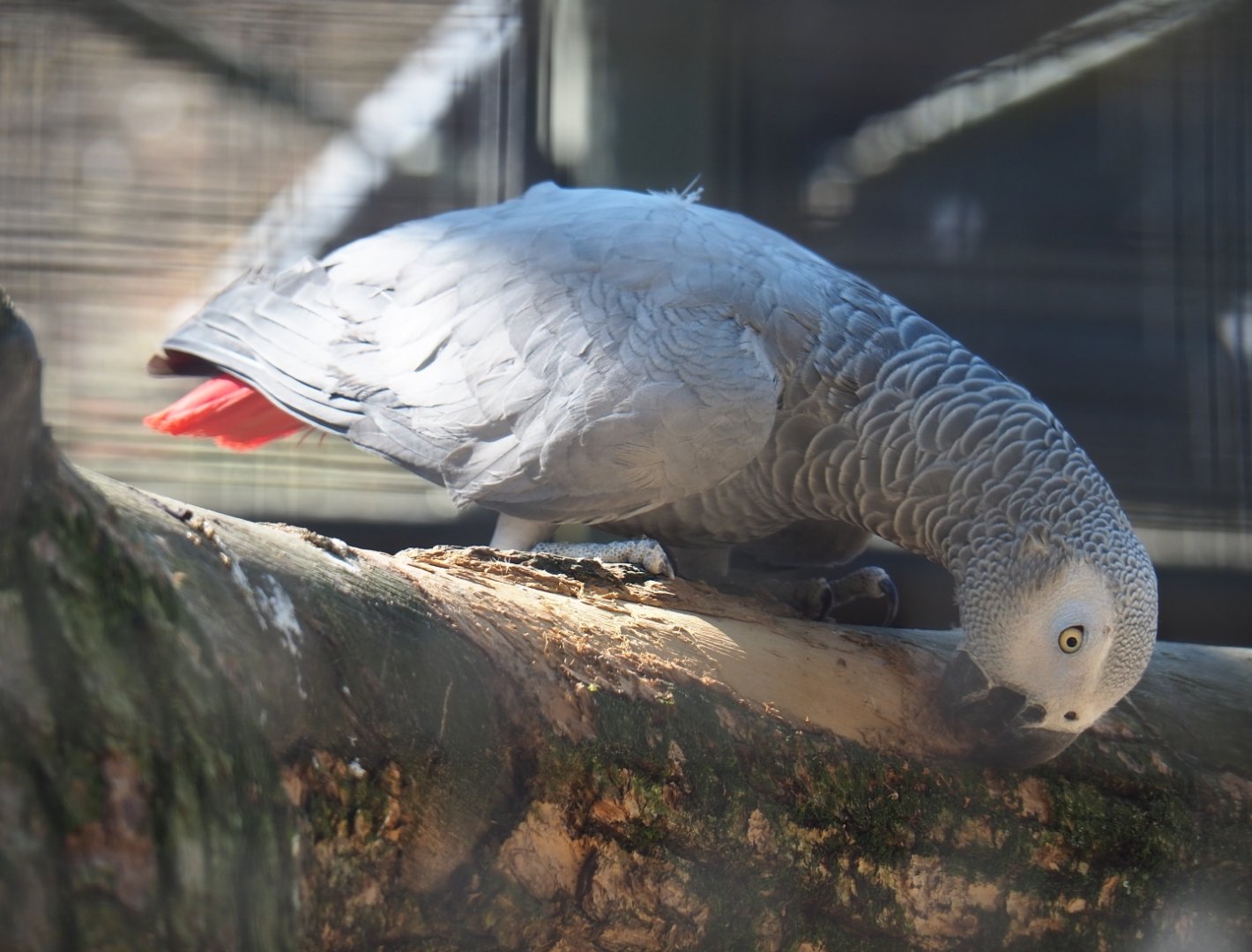 Congo grey parrot (Psittacus erithacus erithacus), 2019-04-20