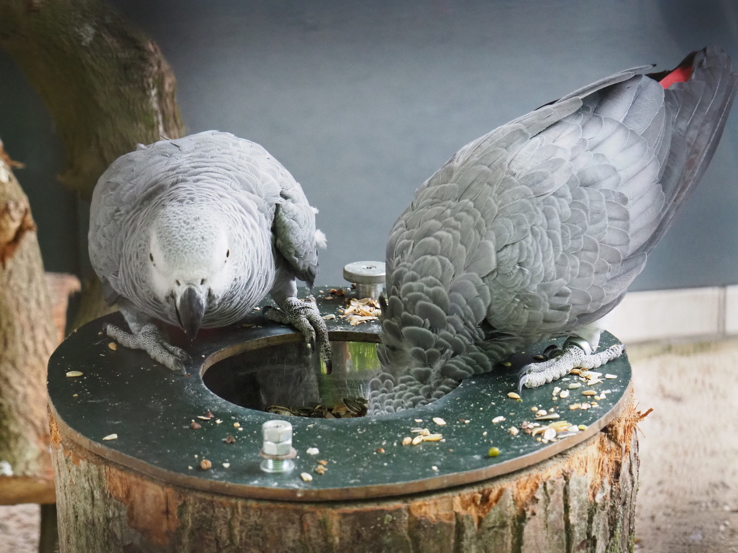 Congo grey parrot (Psittacus erithacus erithacus), 2019-05-25