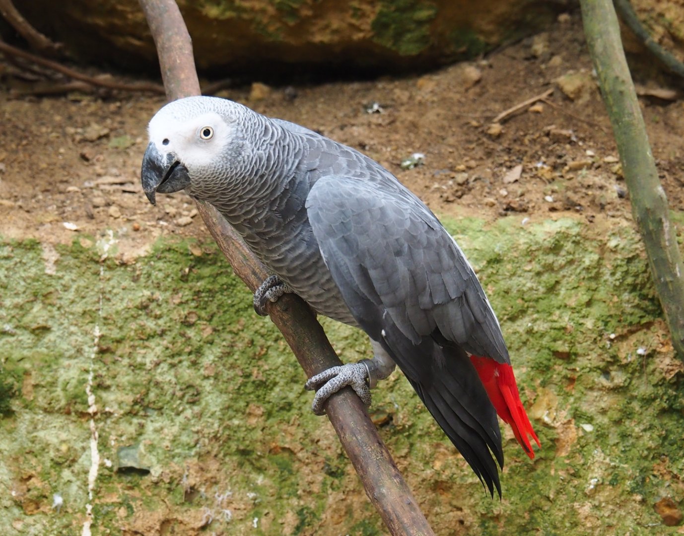 Congo grey parrot (Psittacus erithacus erithacus), Aug 28th, 2018