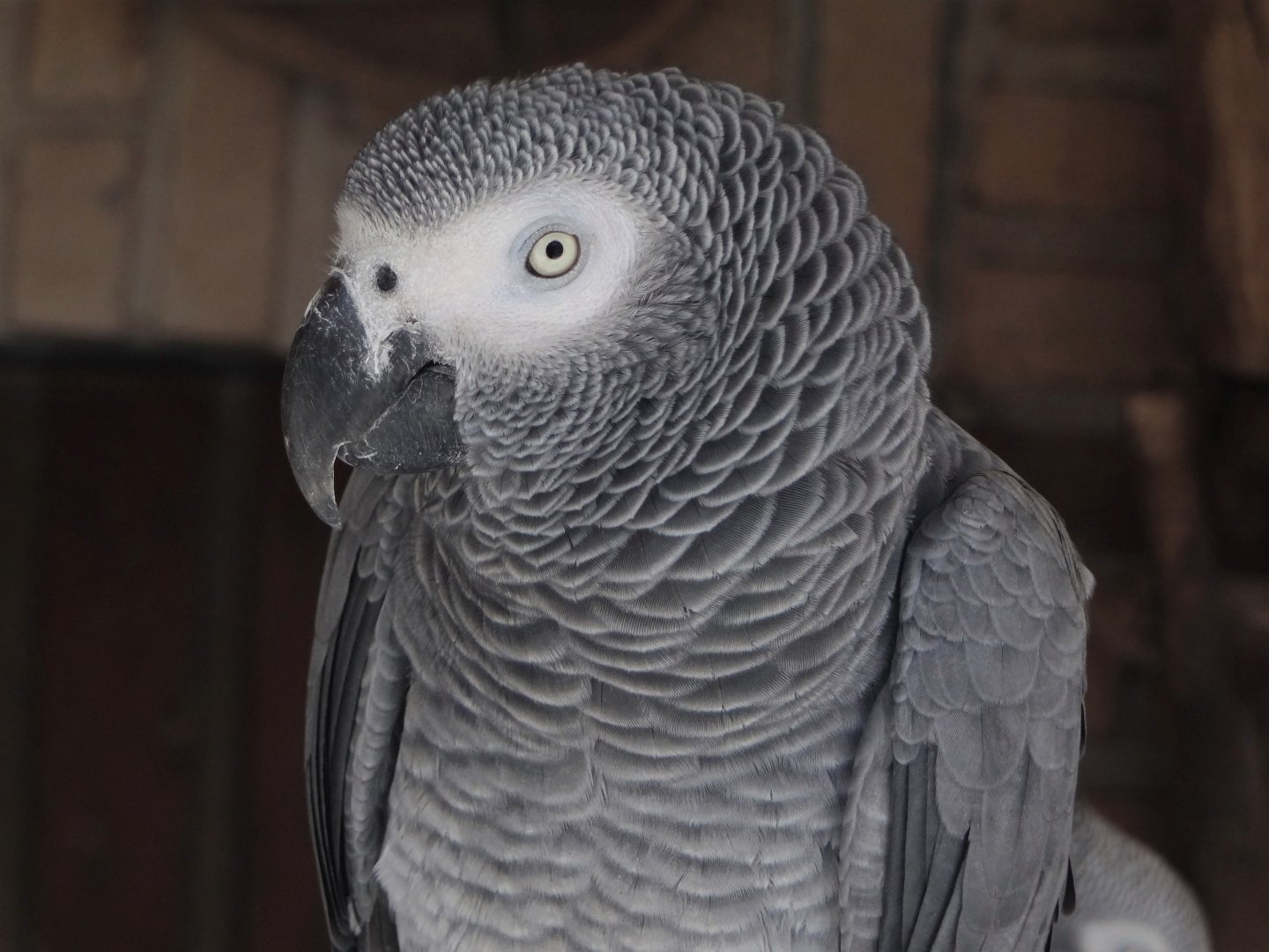 Congo grey parrot (Psittacus erithacus erithacus)