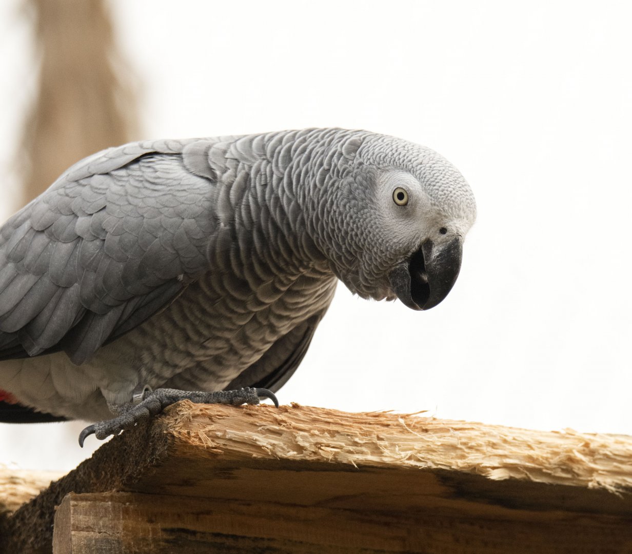 Congo grey parrot (Psittacus erithacus erithacus)