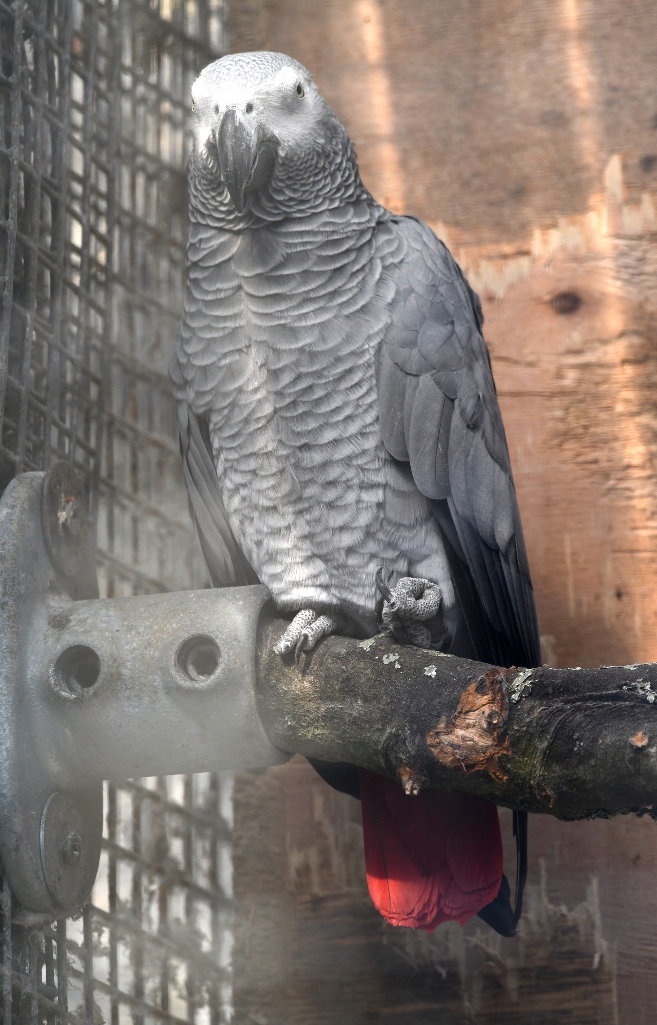 Congo Grey Parrot - Psittacus erithacus erithacus