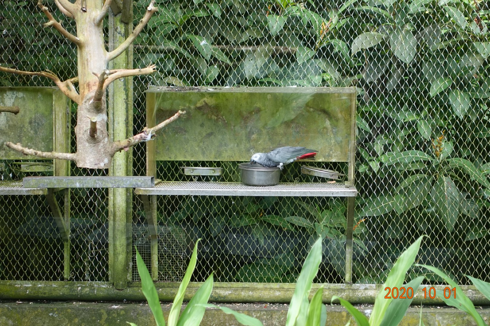 Congo Grey Parrot (Psittacus erithacus)