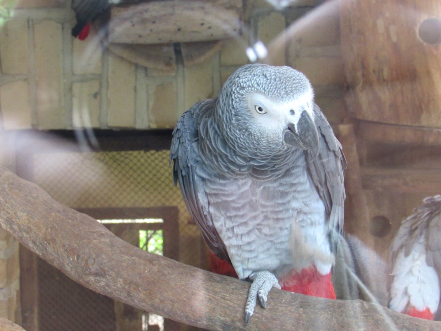 Congo Grey Parrot