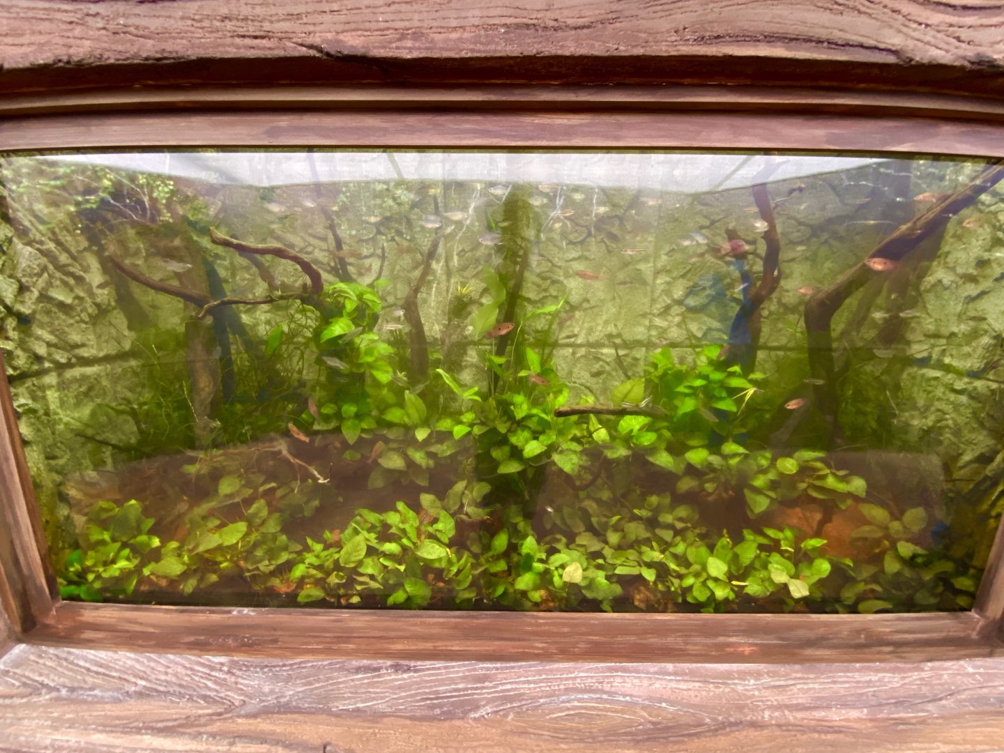 Congo Jewels: Mark II