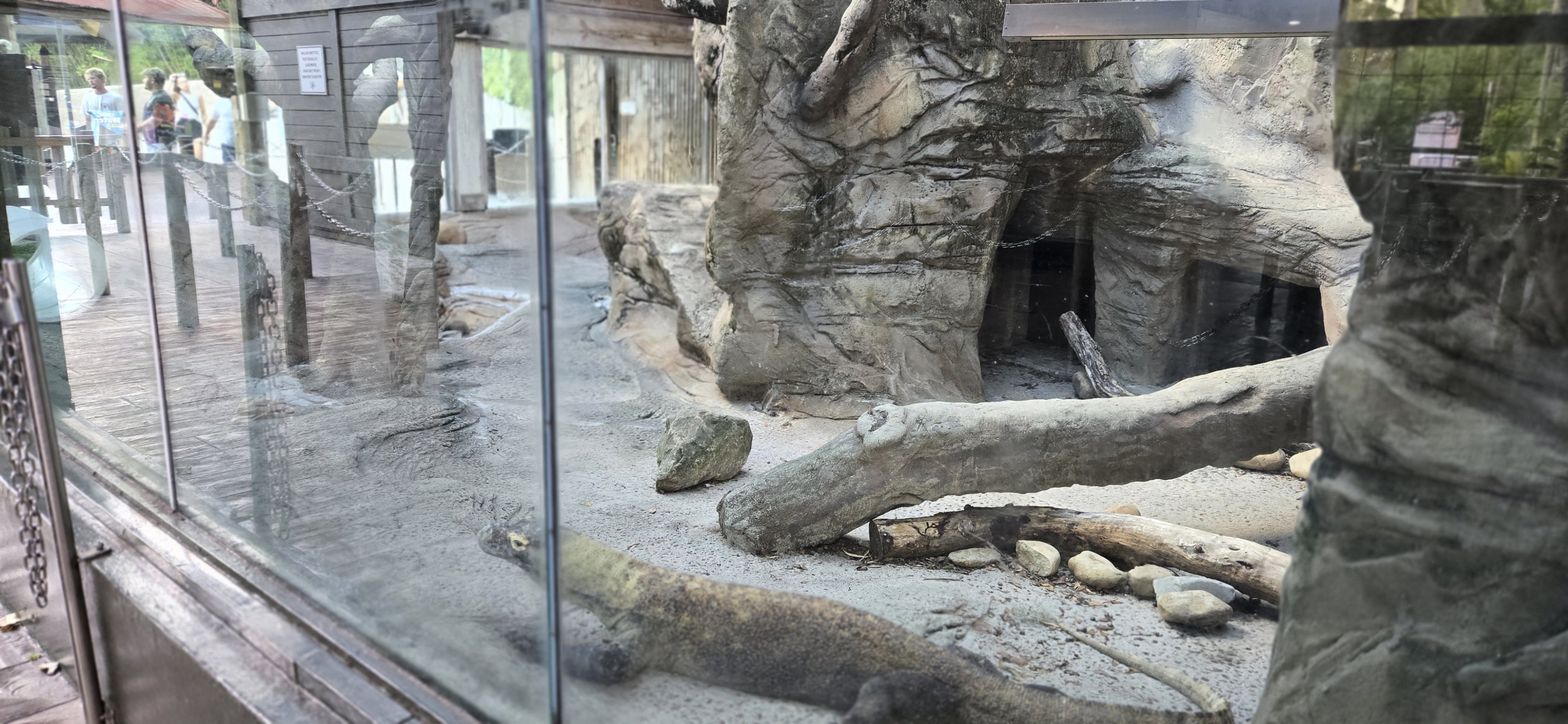 Congo - komodo dragon