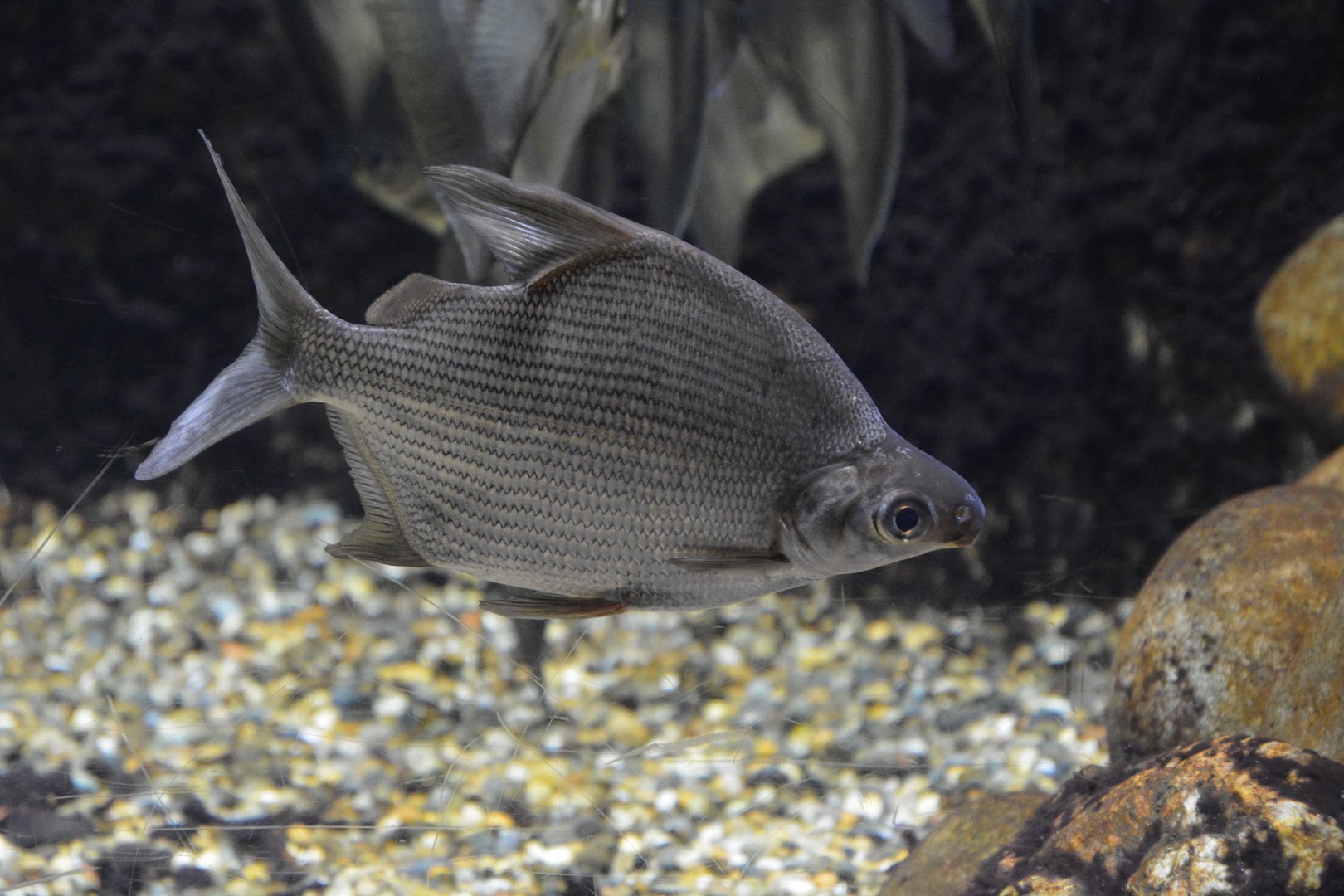 Congo lutefish (Citharinus gibbosus)