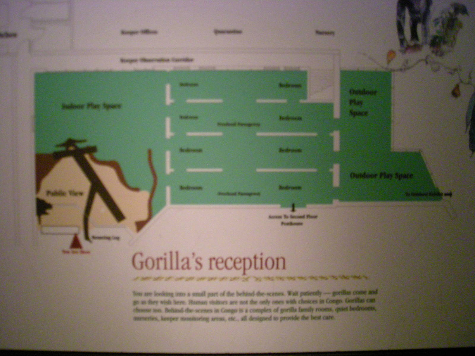 Congo Map--Gorilla Territory