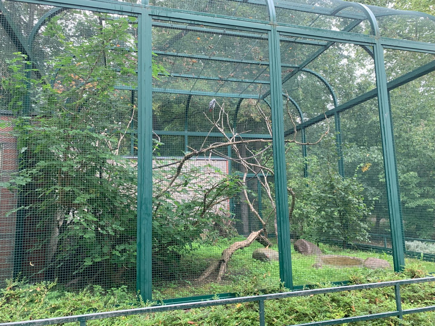 Congo Parrot enclosure