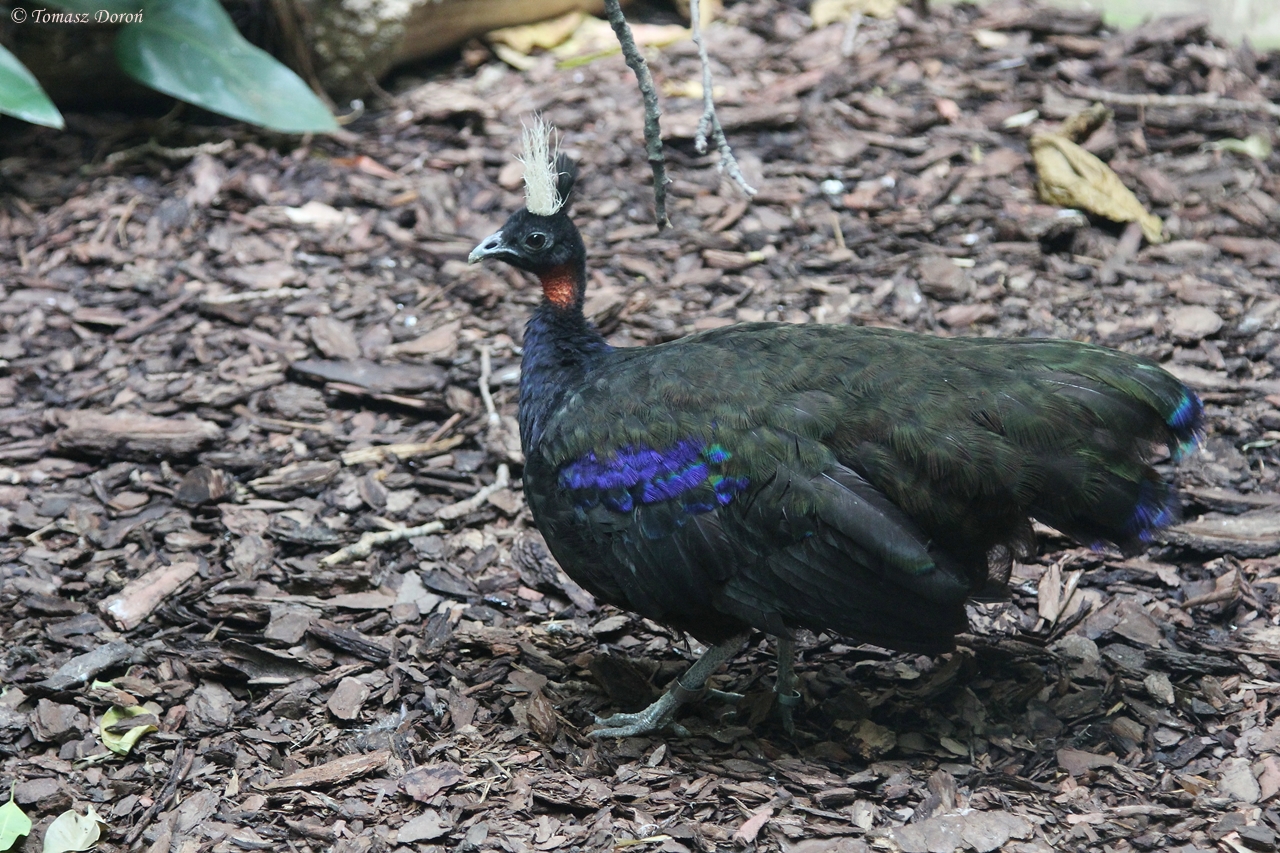 Congo Peacock (Afropavo congensis) male