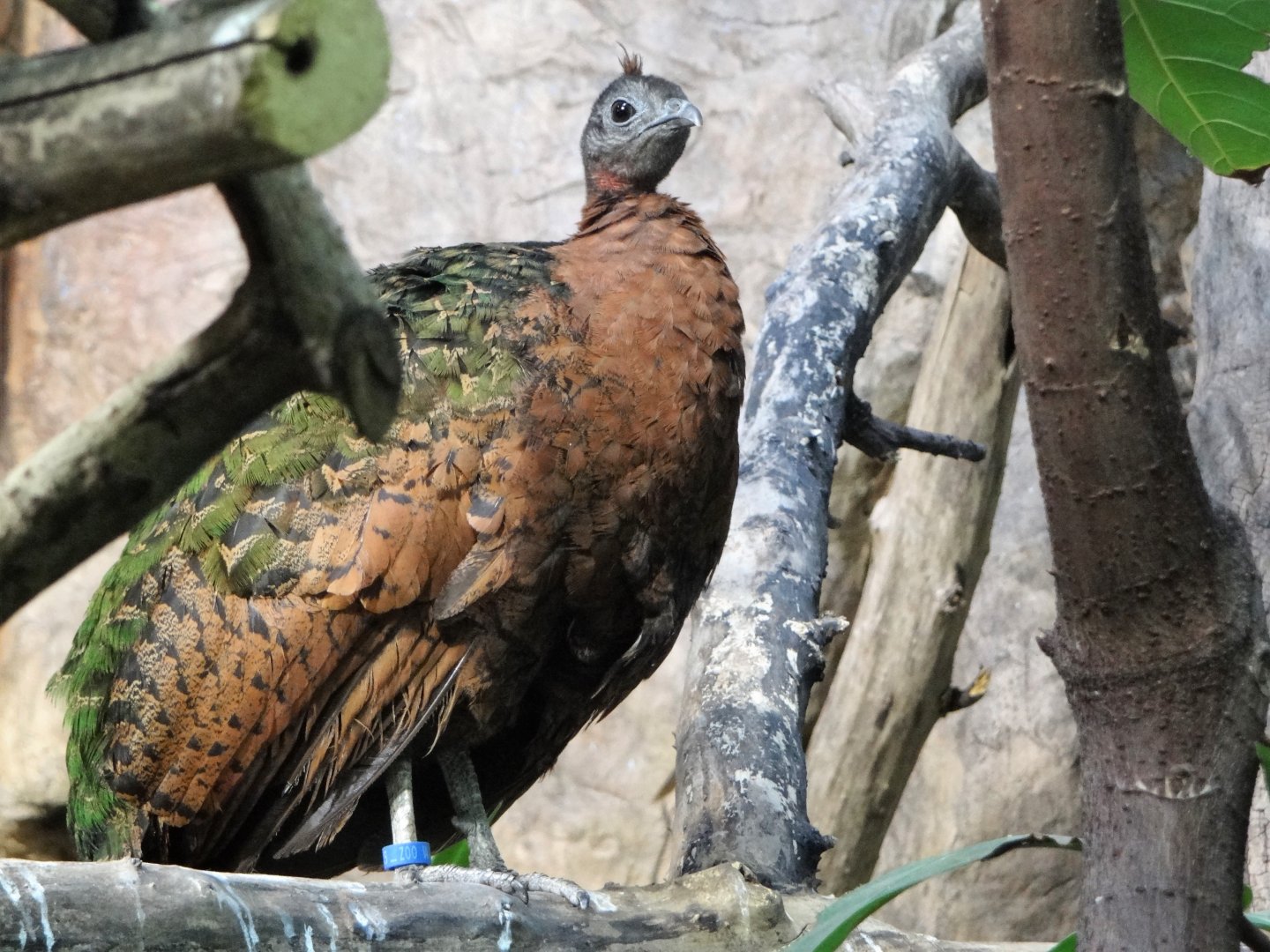 Congo Peacock (Afropavo congensis)