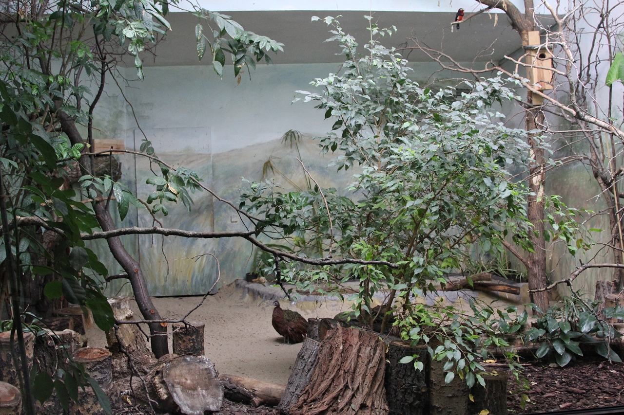 Congo Peacock aviary