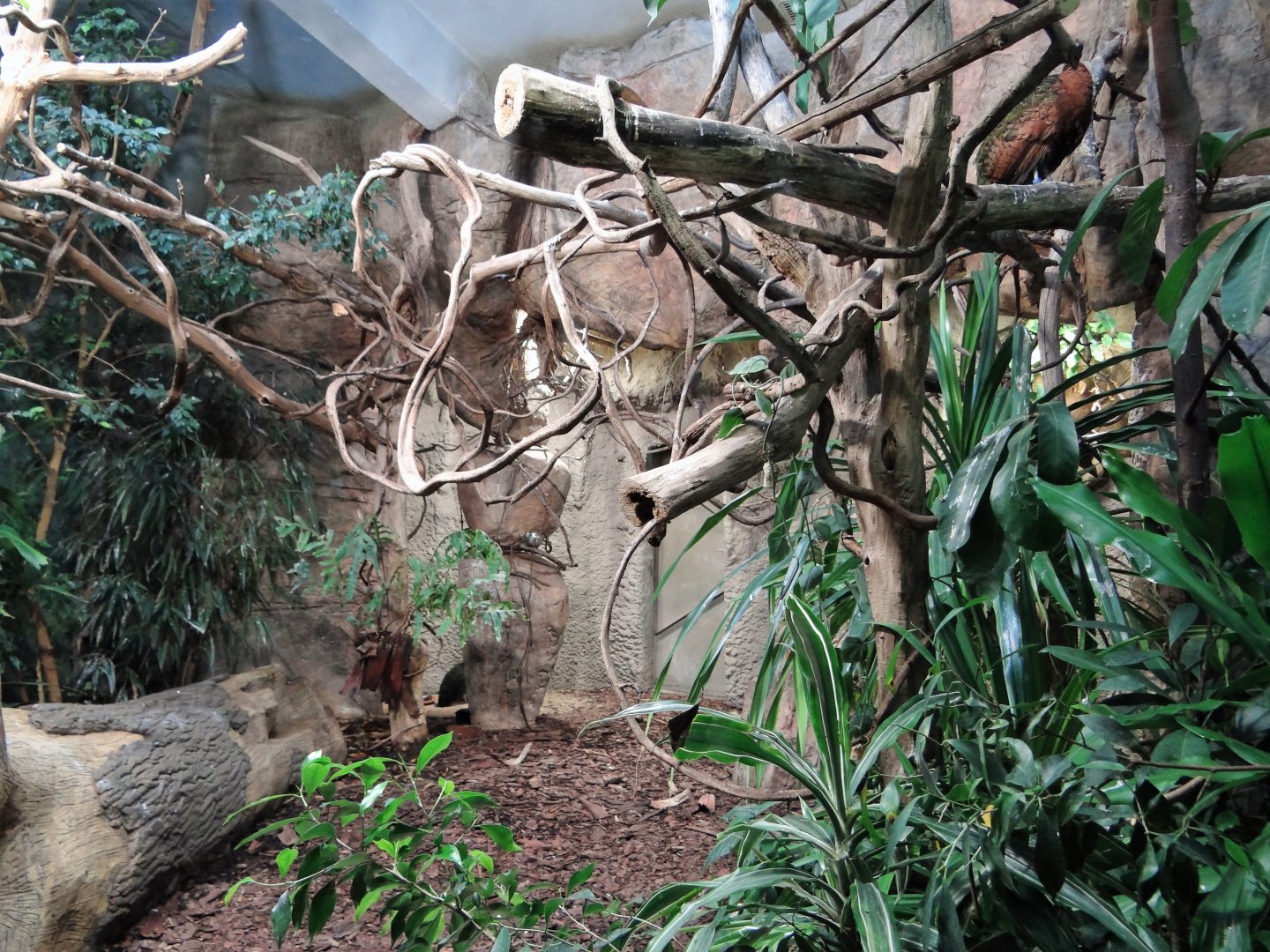 Congo Peacock aviary