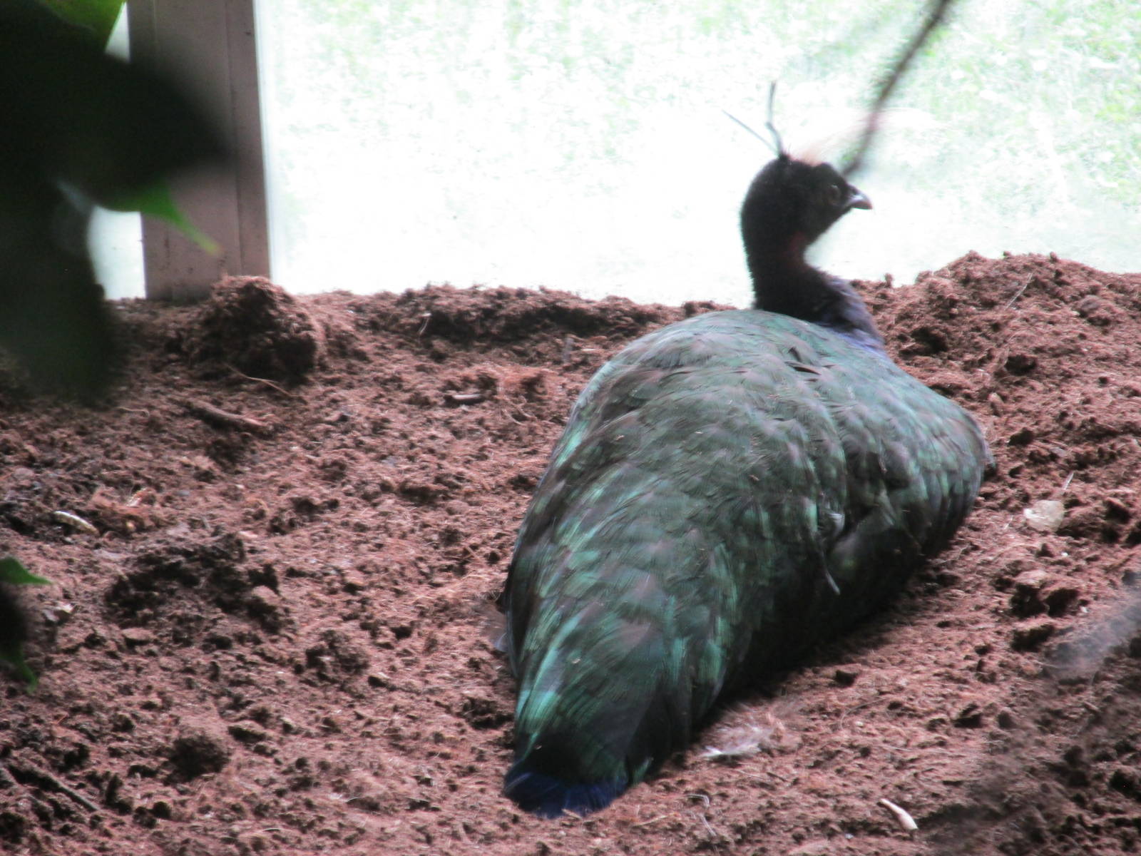 congo peacock barcelona zoo