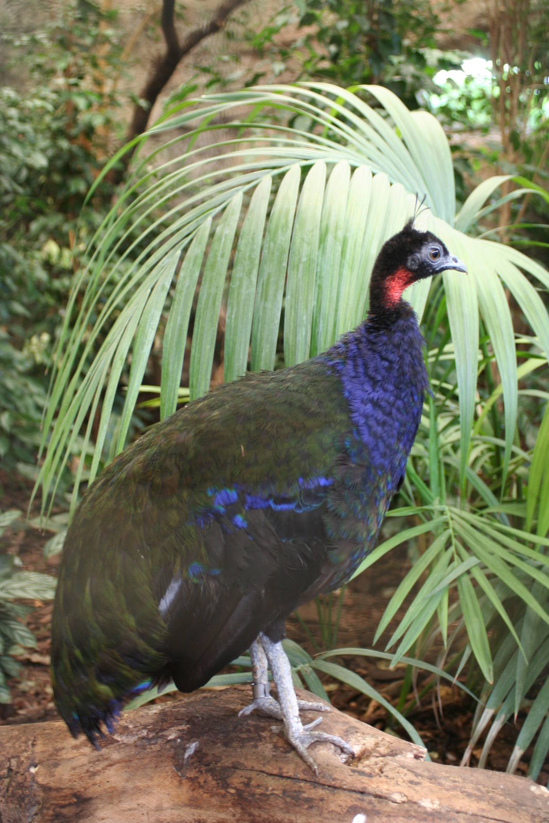 Congo Peacock @ Chester  05.06.2010