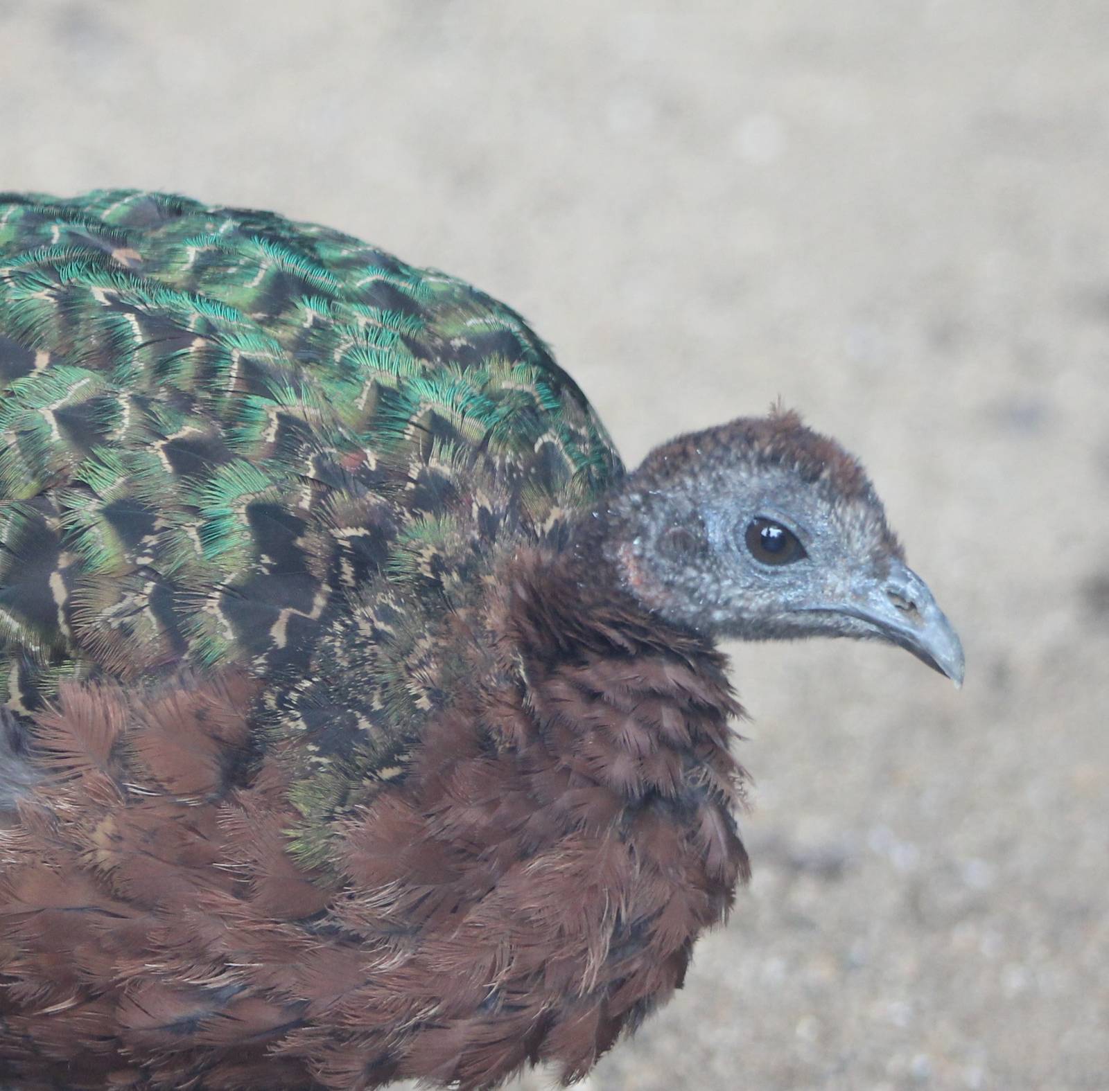 Congo peacock female