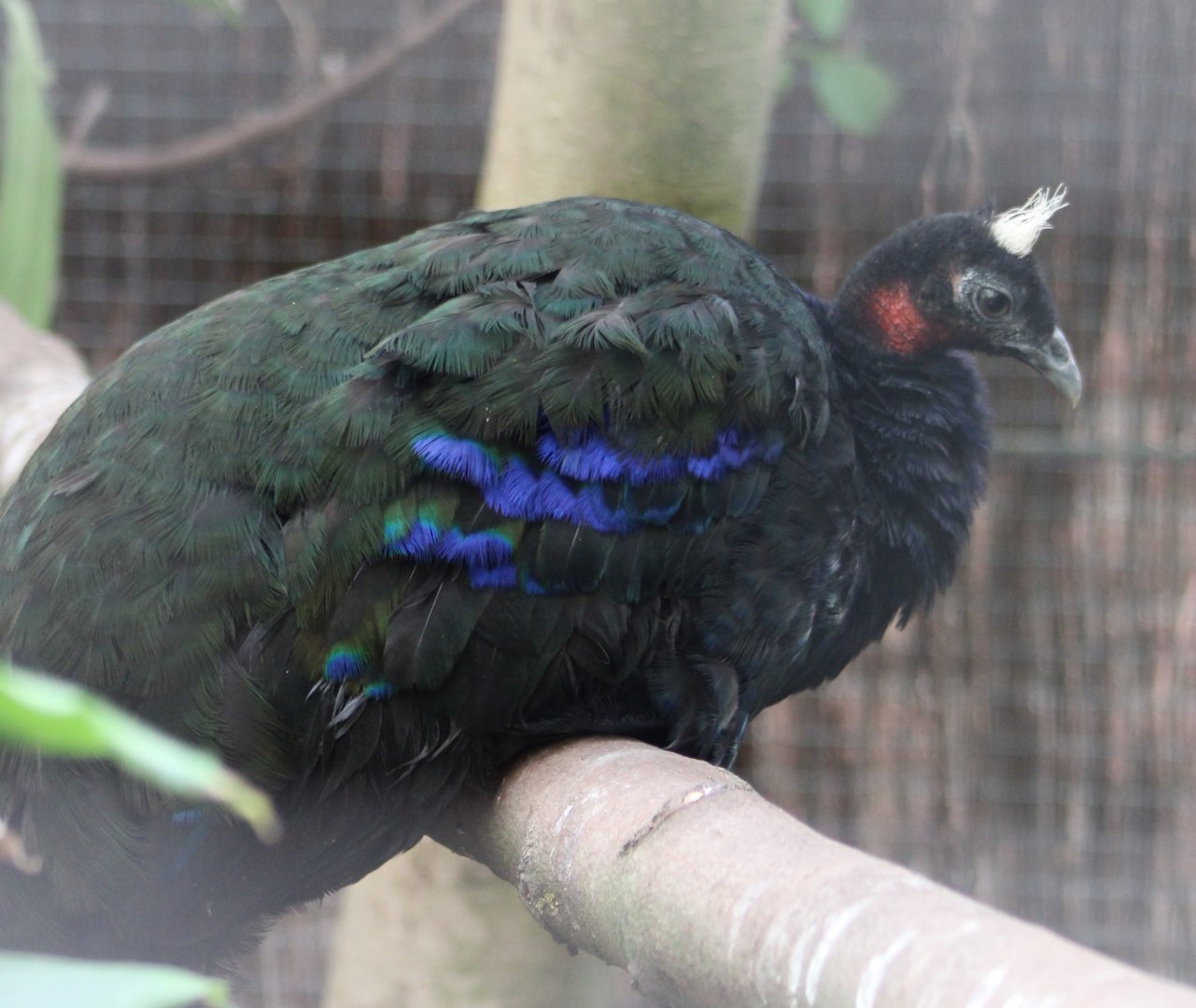 Congo peacock - male