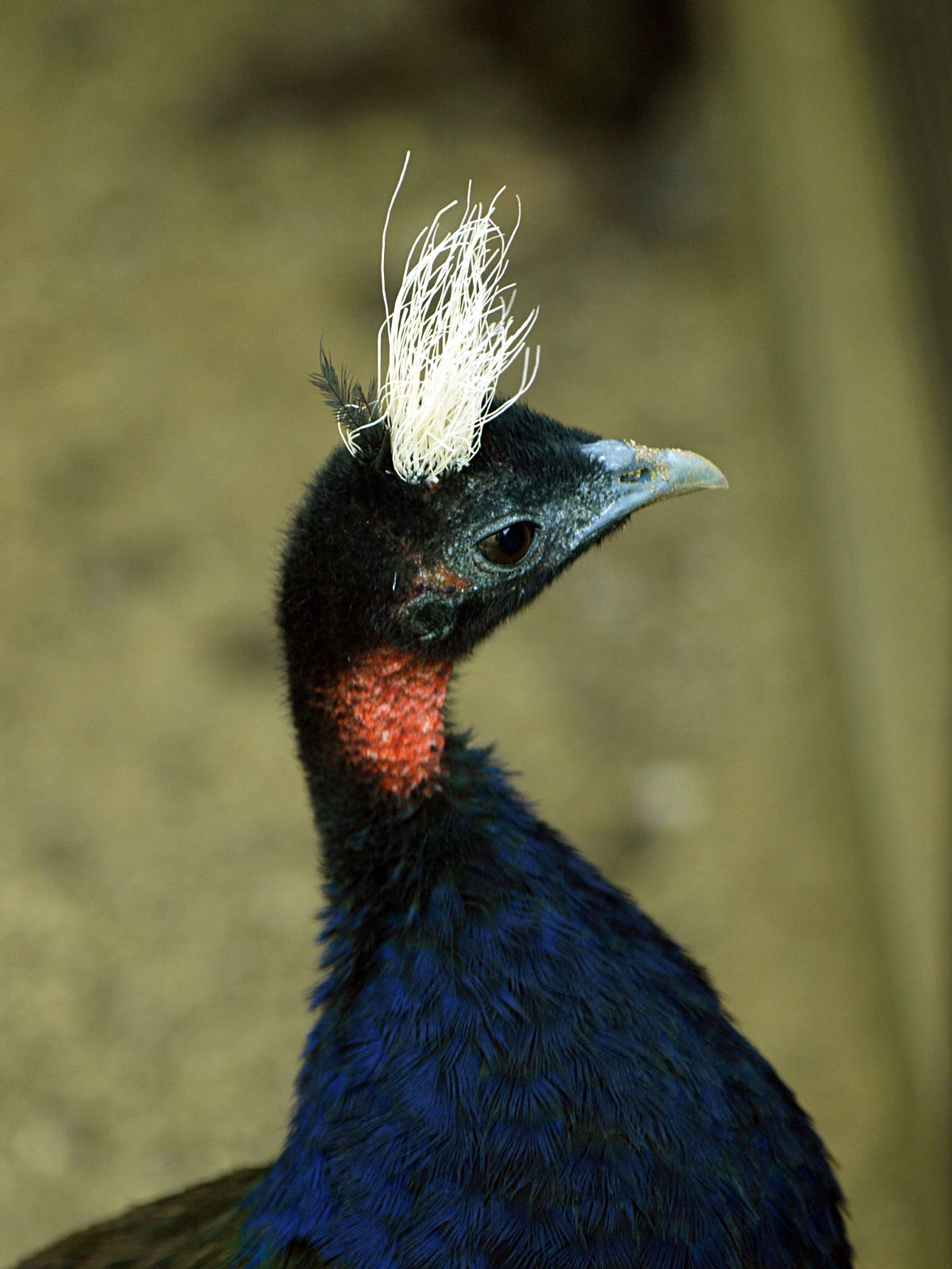Congo peacock