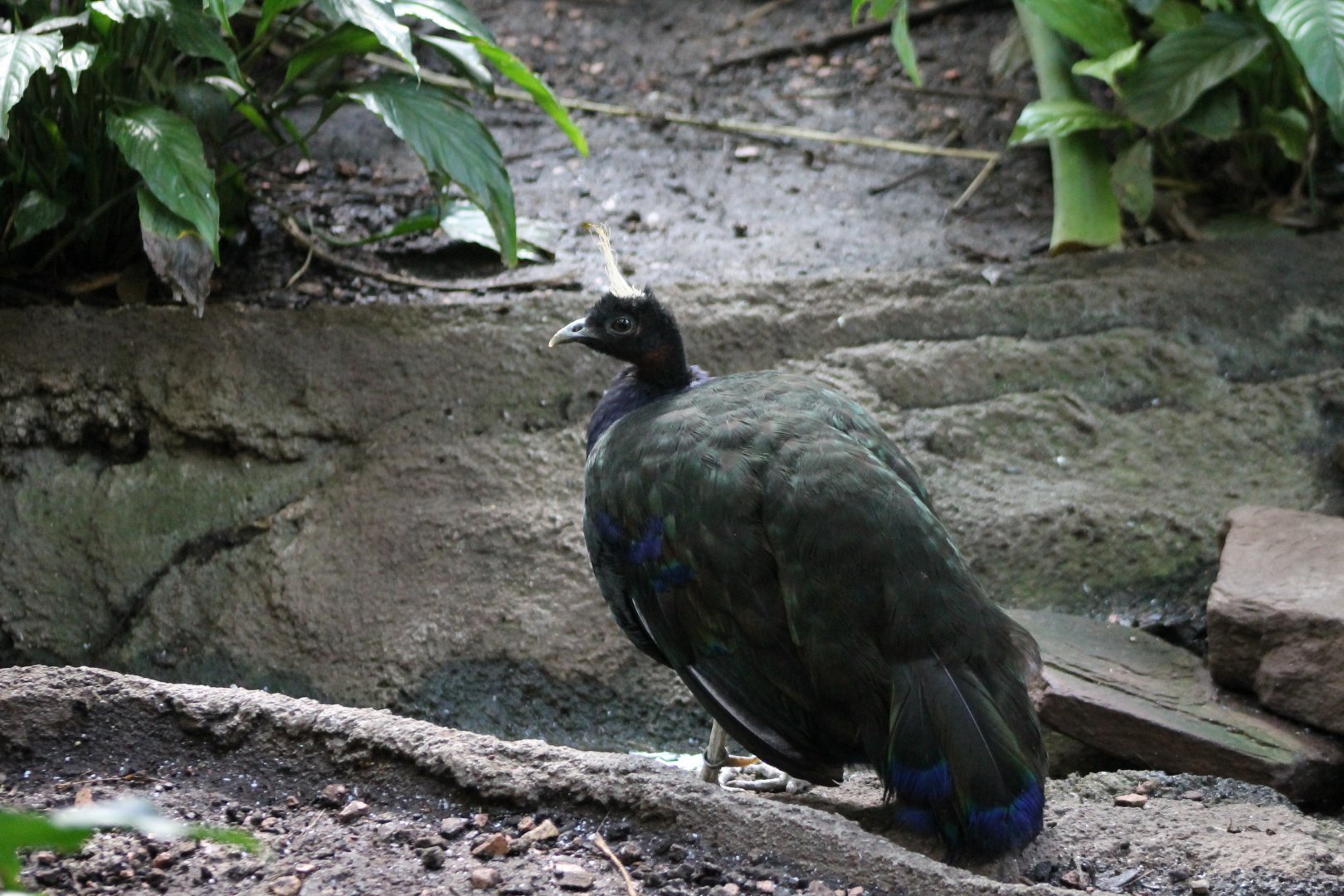 Congo peacock