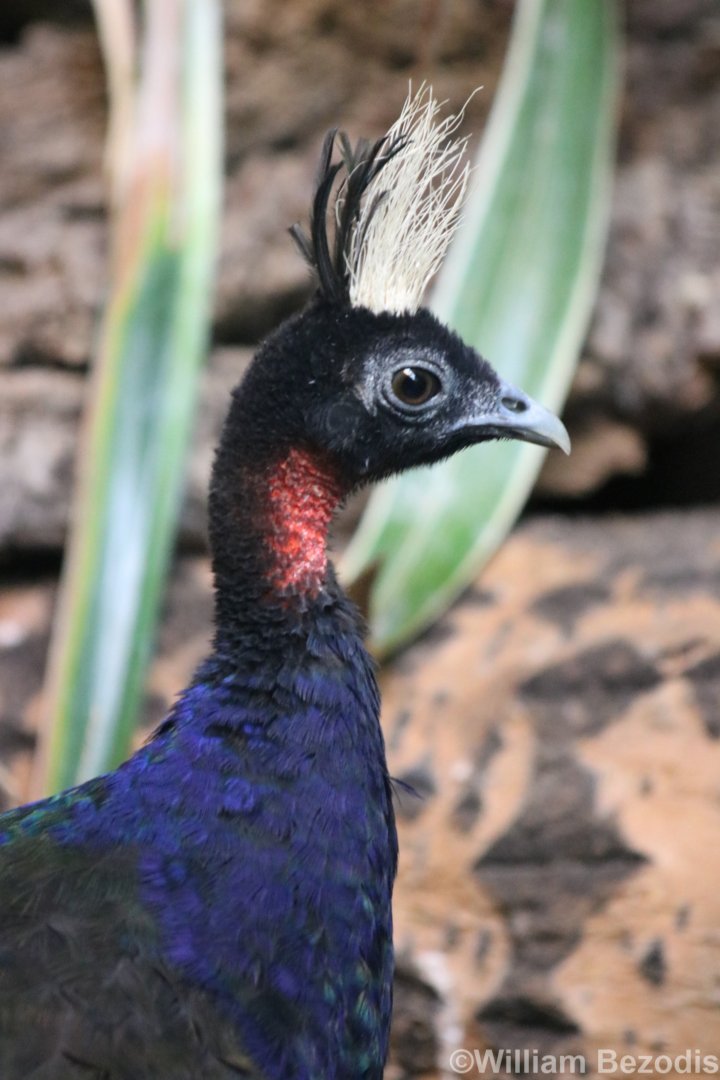 Congo Peacock