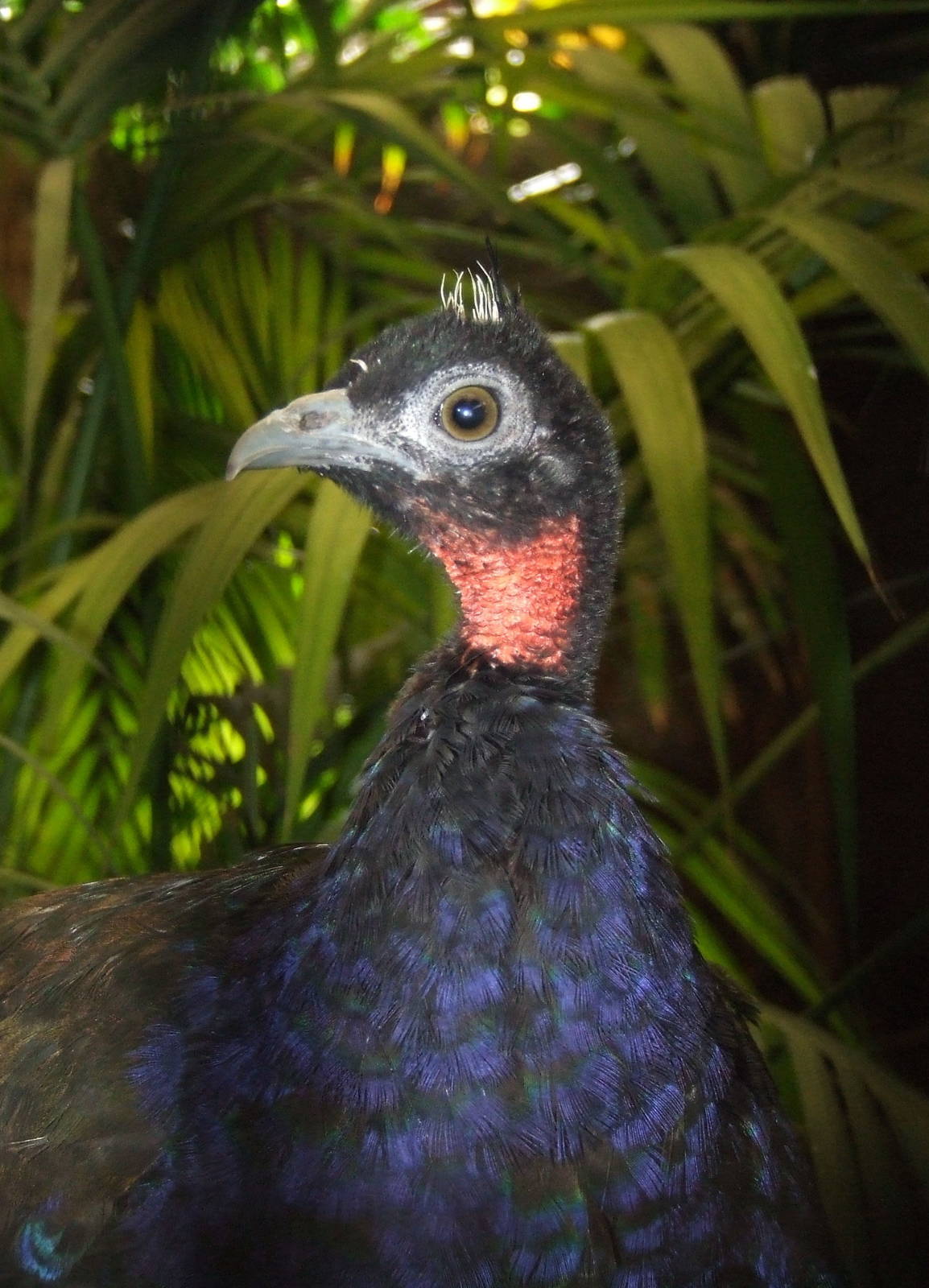Congo Peacock