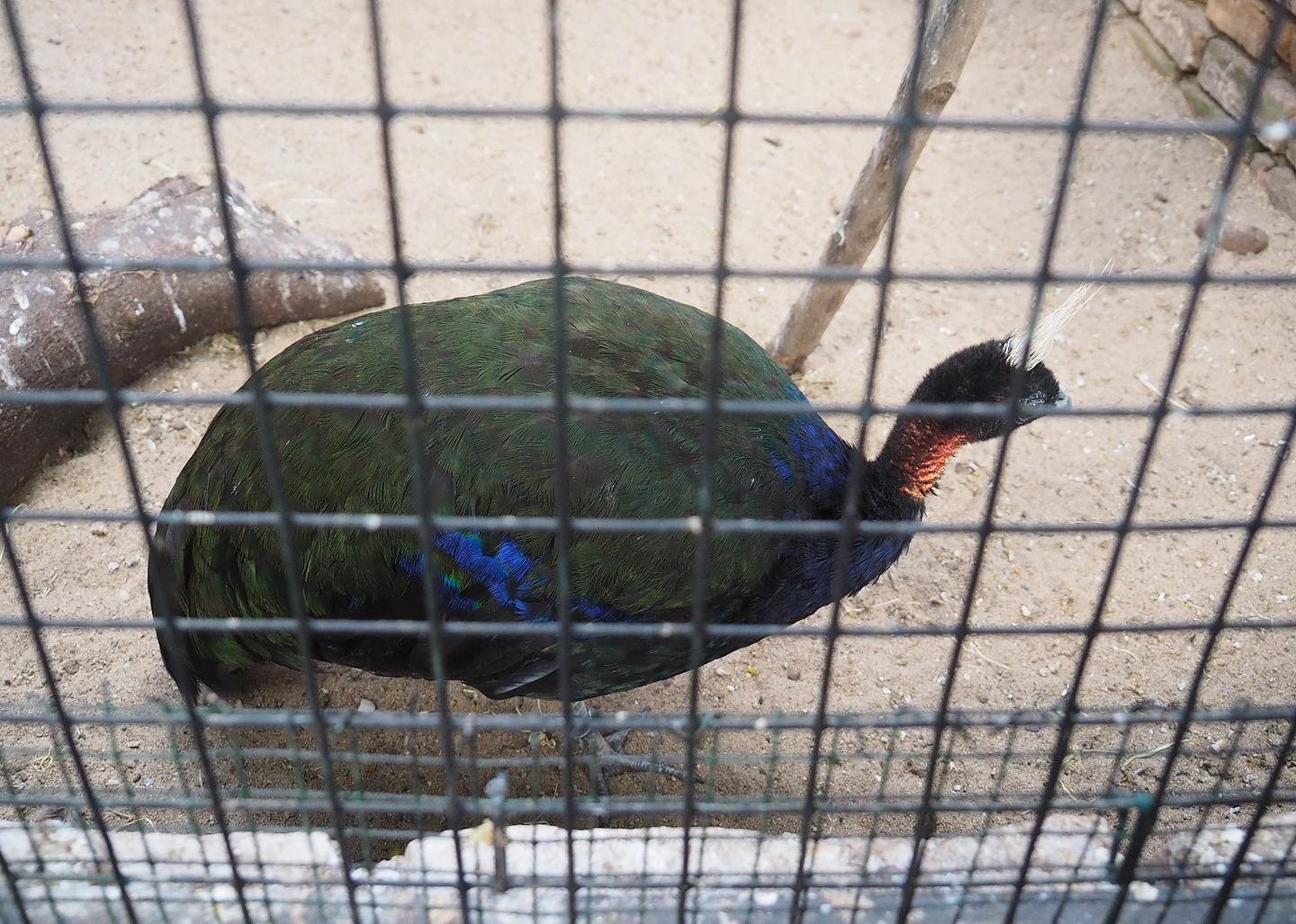 Congo peafowl (Afropavo congensis), 2022-08-28