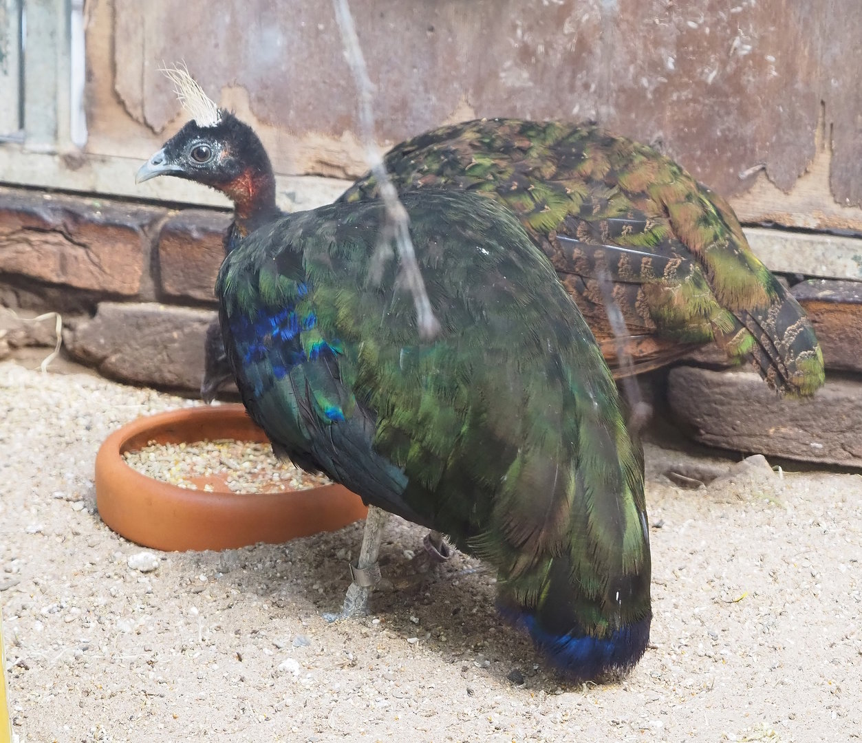 Congo peafowl (Afropavo congensis), 2022-08-28