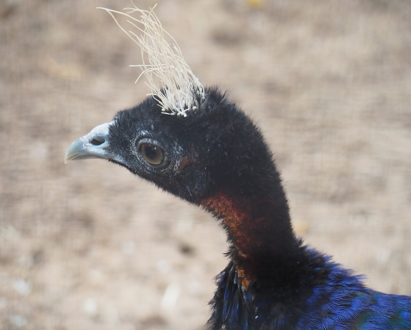 Congo peafowl (Afropavo congensis), 2022-08-28