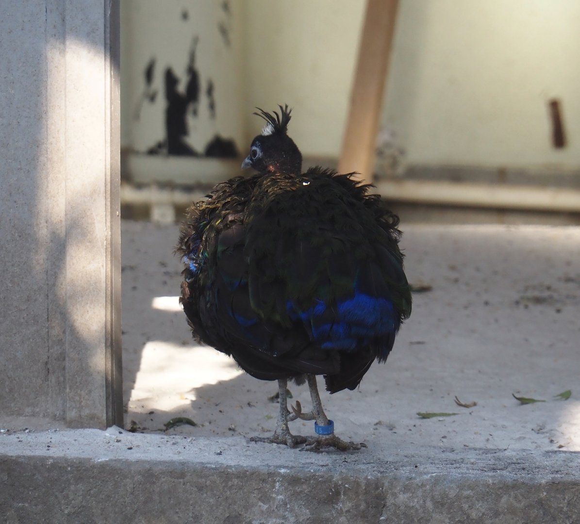 Congo peafowl (Afropavo congensis), 2025-03-16