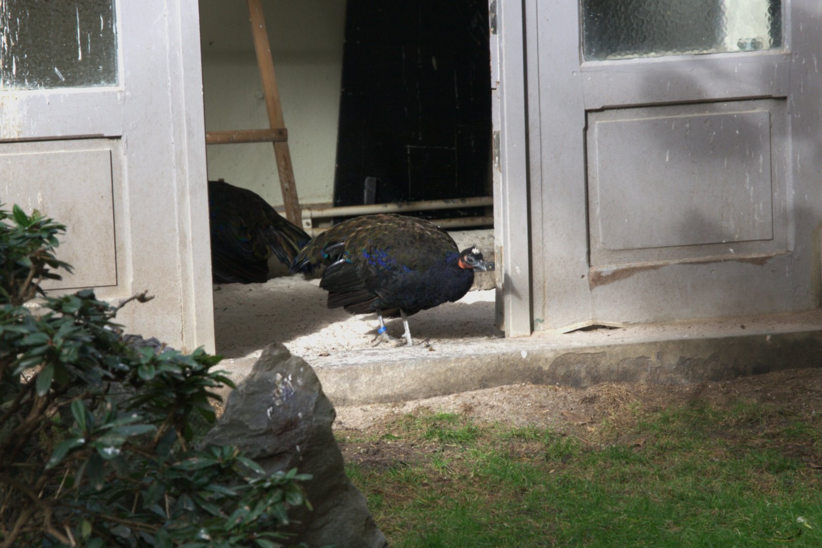 Congo Peafowl (Afropavo congensis), 31-10-25