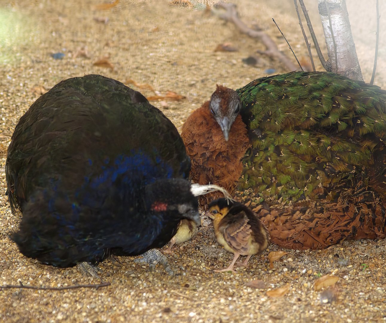 Congo peafowl (Afropavo congensis) couple with chick, 2007-07-22