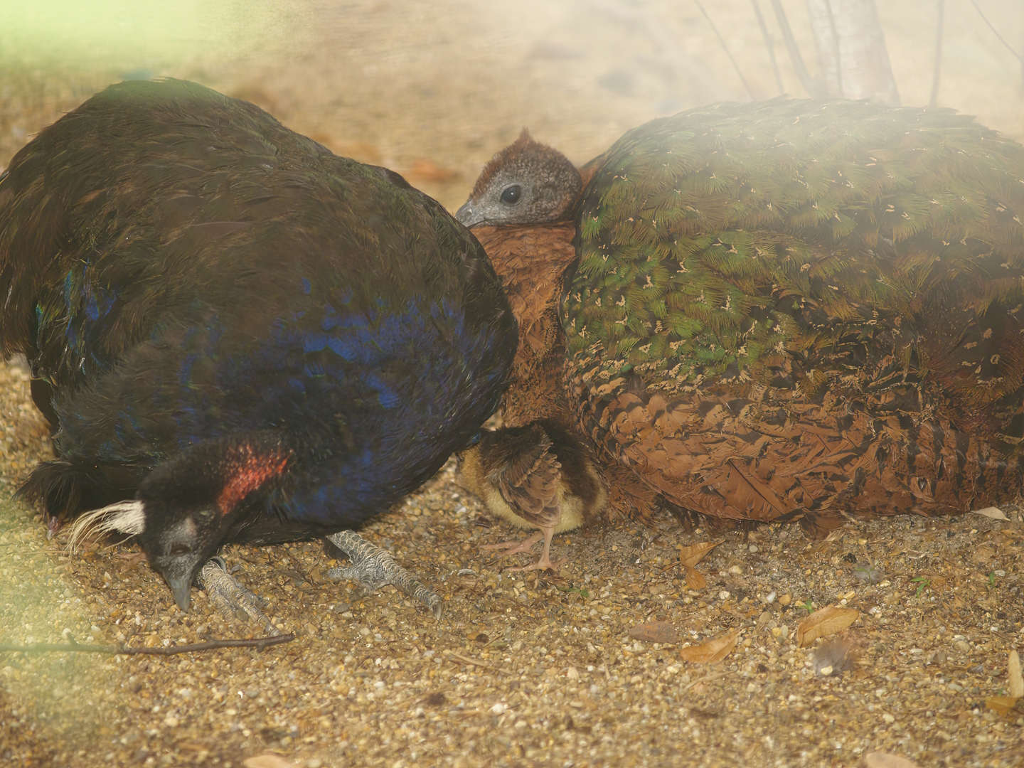 Congo peafowl (Afropavo congensis) couple with chick, 2007-07-22